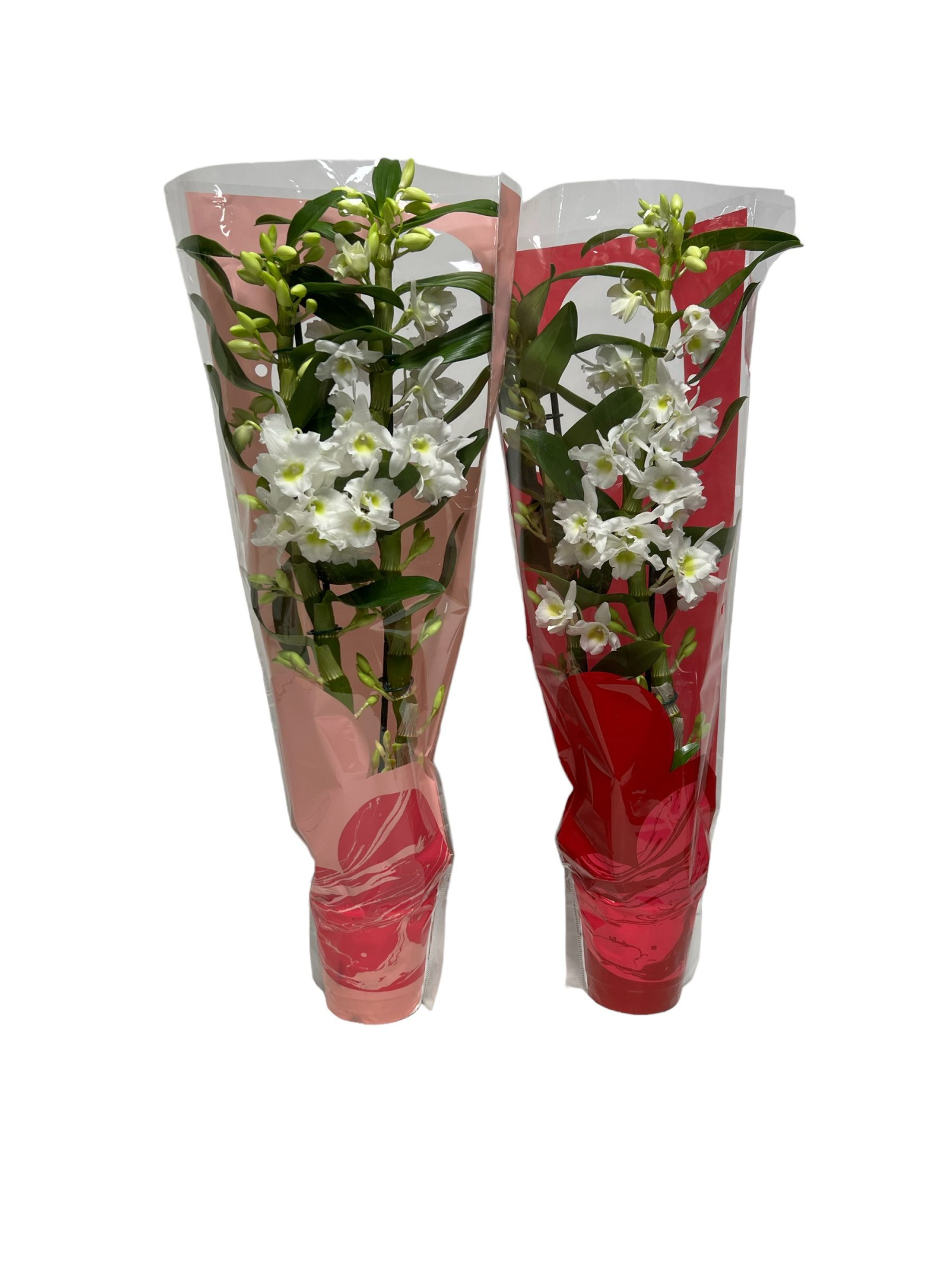 Dendrobium Nobile Apollon 2 stam 18+ tros Velantijn / Moederdag, D 12