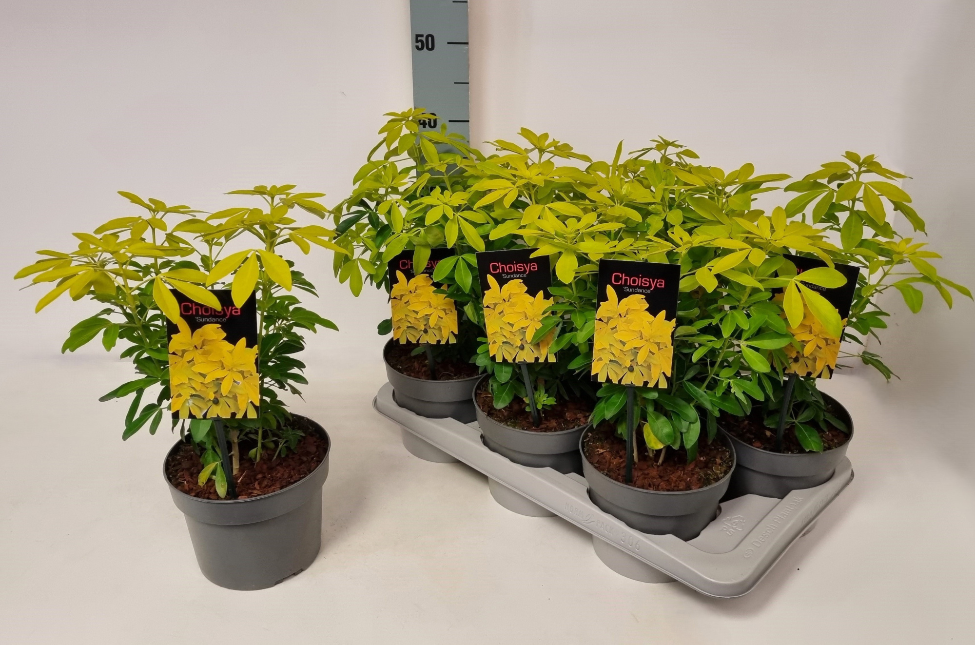 Choisya ternata 'Sundance' P17, D 17 cm