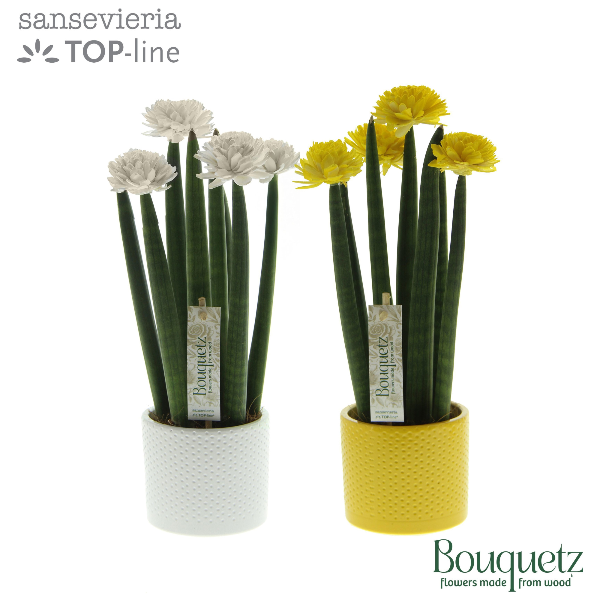 Sansevieria TOP-line Bouquetz Easter Mix in Dots keramiek, D 8,5