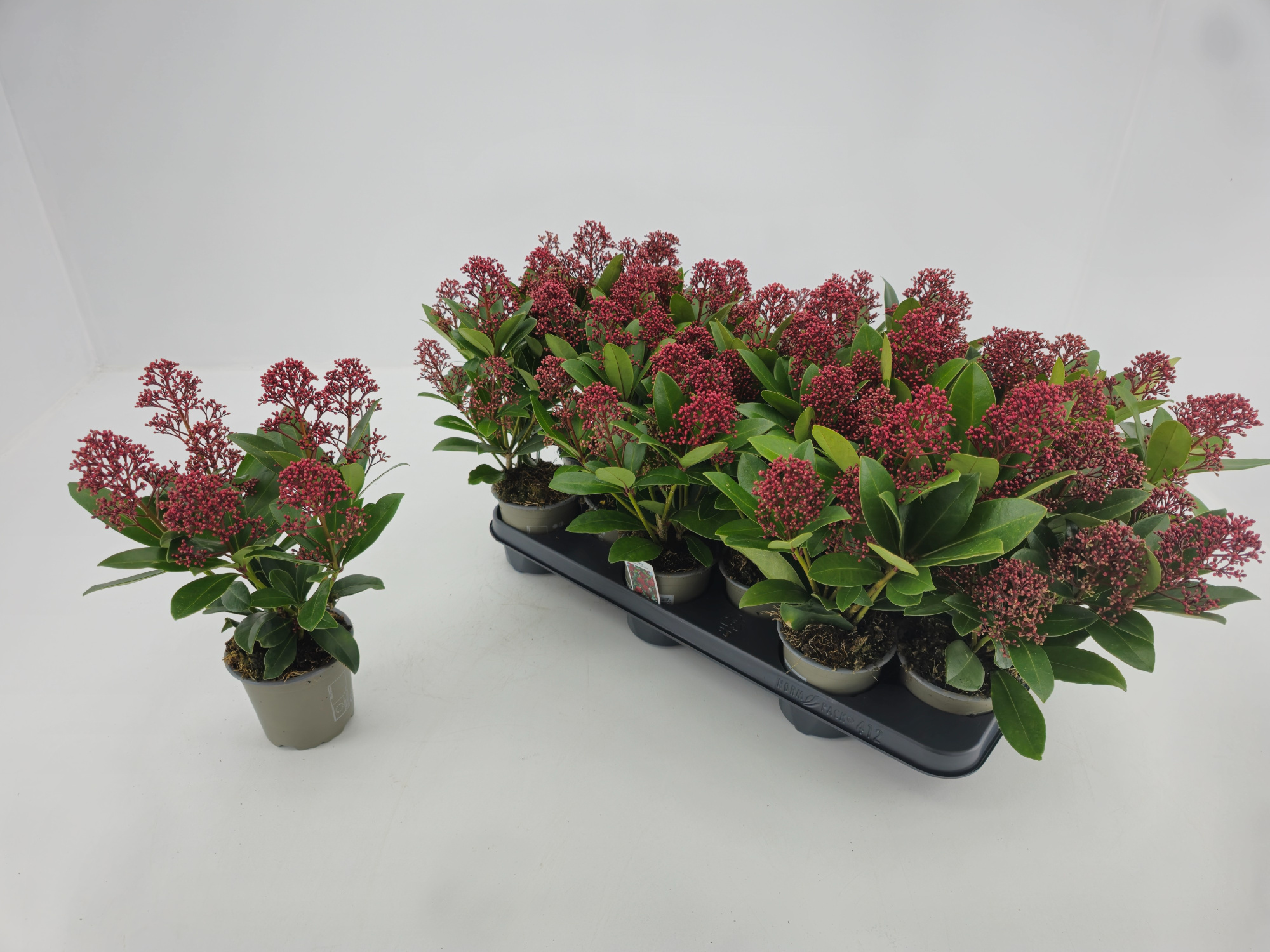 skimmia jap. rubella 10,5 7+ bloem, D 11 cm