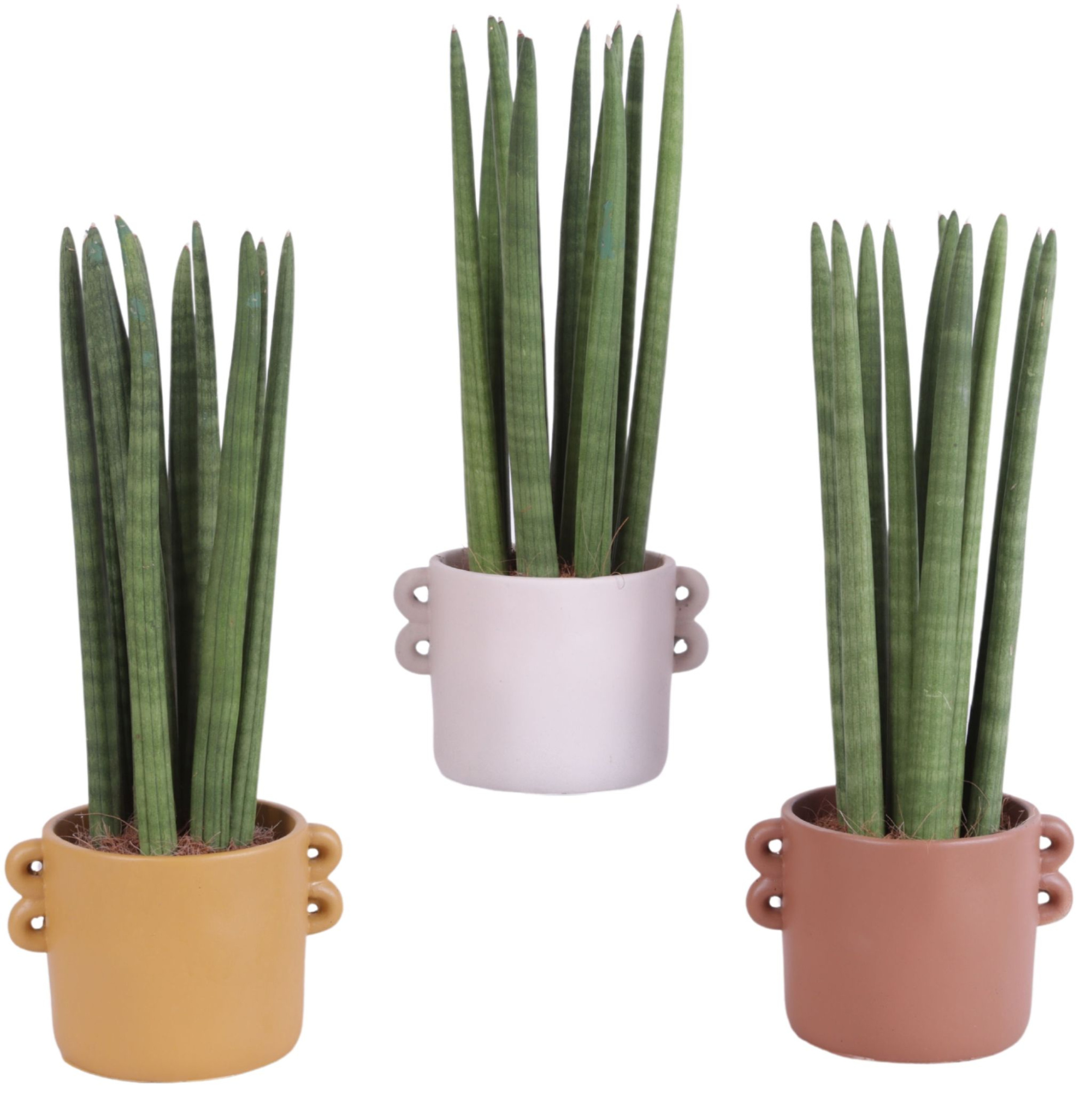 Sansevieria Cylindrica Straight 10 Leaf Ø17cm Ceramic EV562, D 17 cm