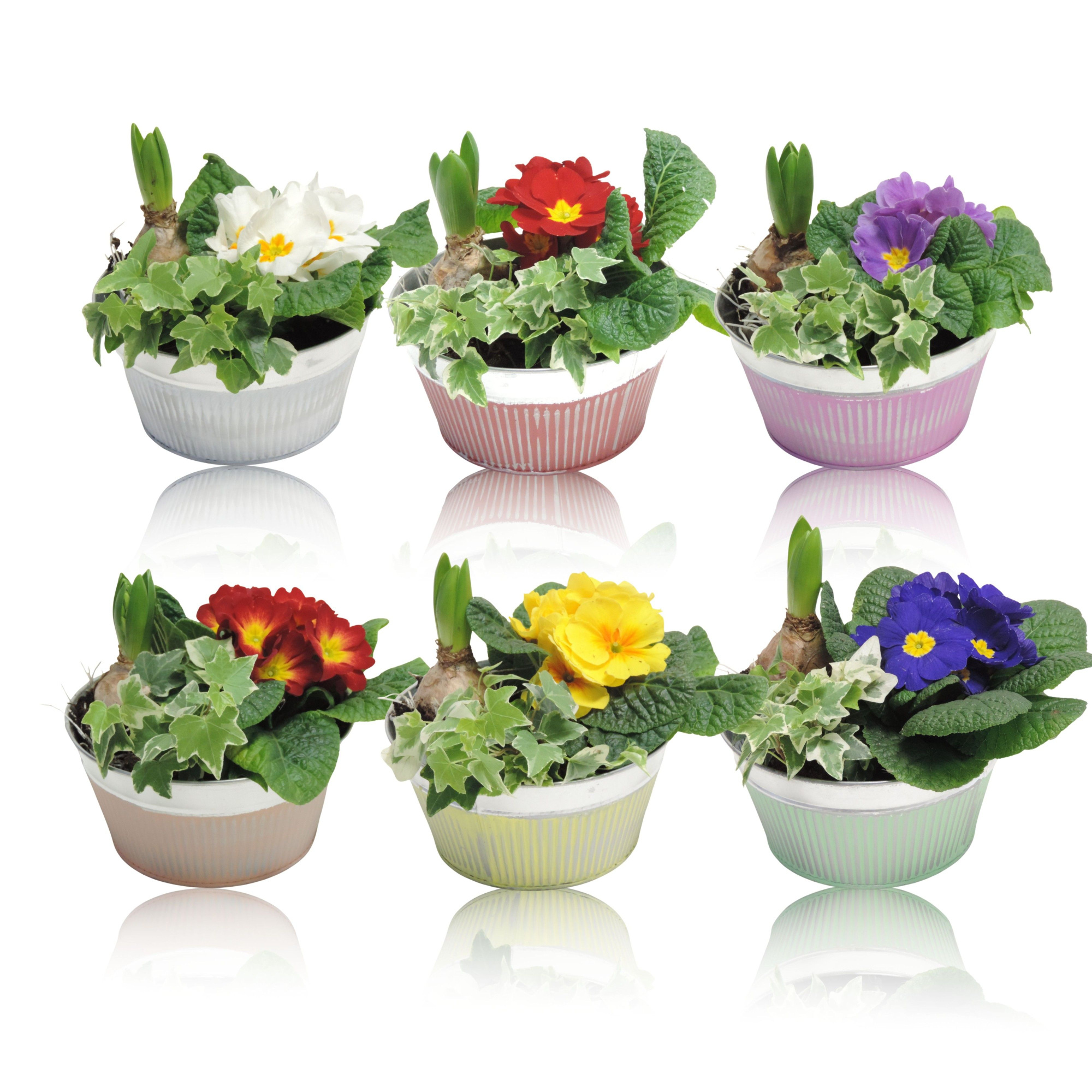 Floor Early Spring Specials Arrangement Hyacint in Zink 18 cm, D 18