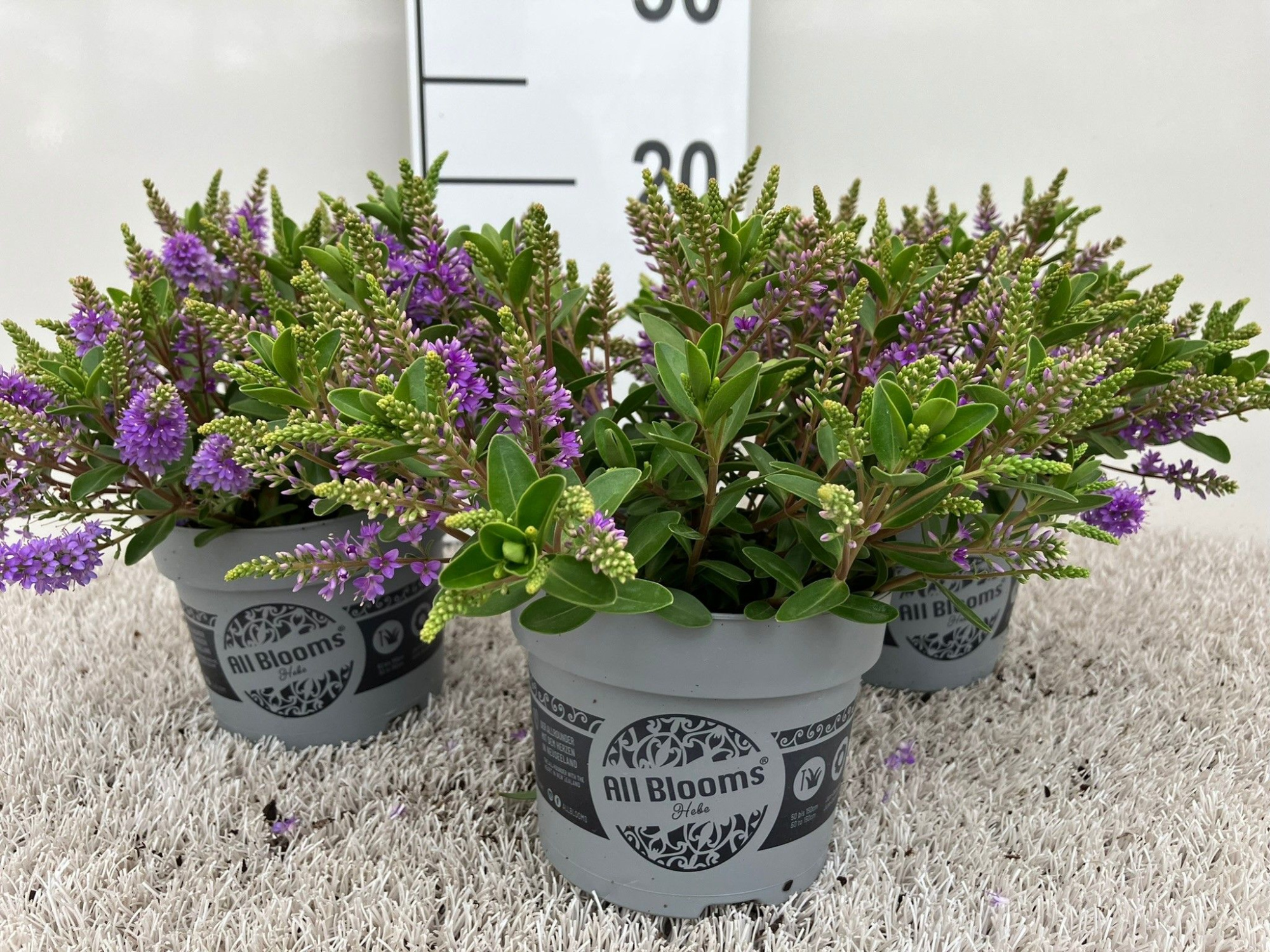 Hebe andersonii, ALL BLOOMS, blauw, D 12