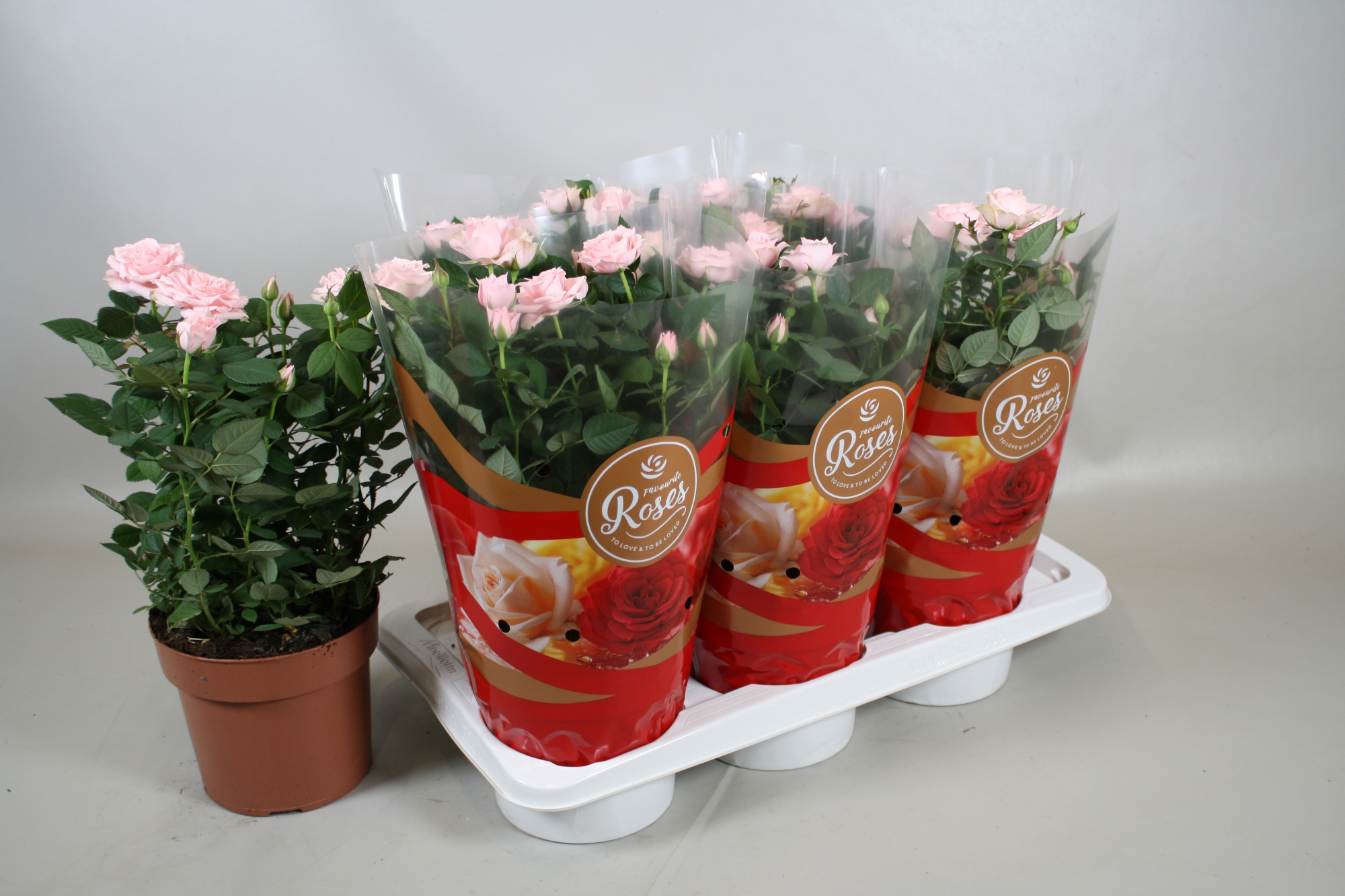 Rosa Favourite Roses light pink+seizoenshoes, D 17