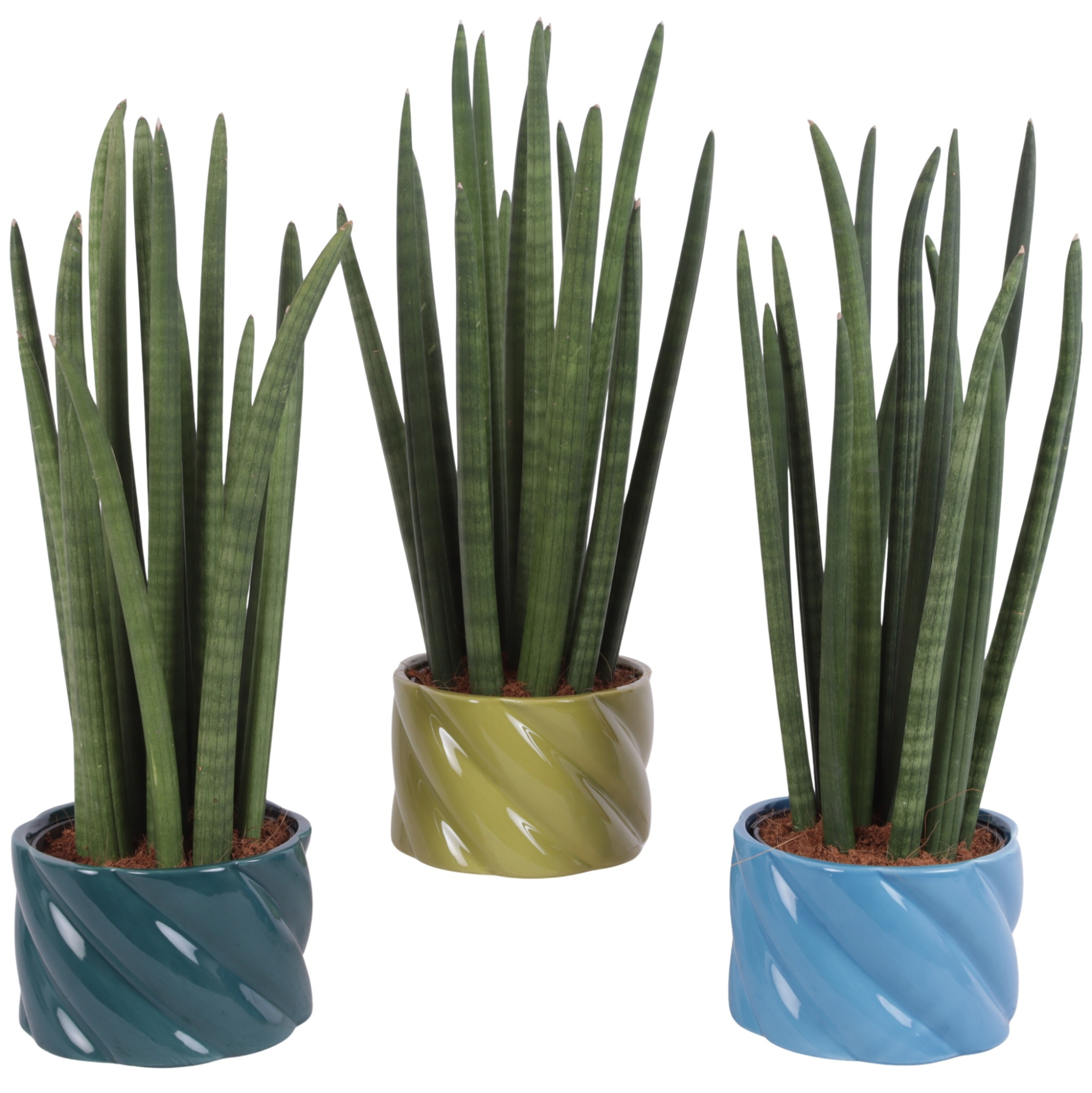 Sansevieria Cylin, Straight 14 Leaf Ø15cm in Ø17cm Ceramic FB674, D 17