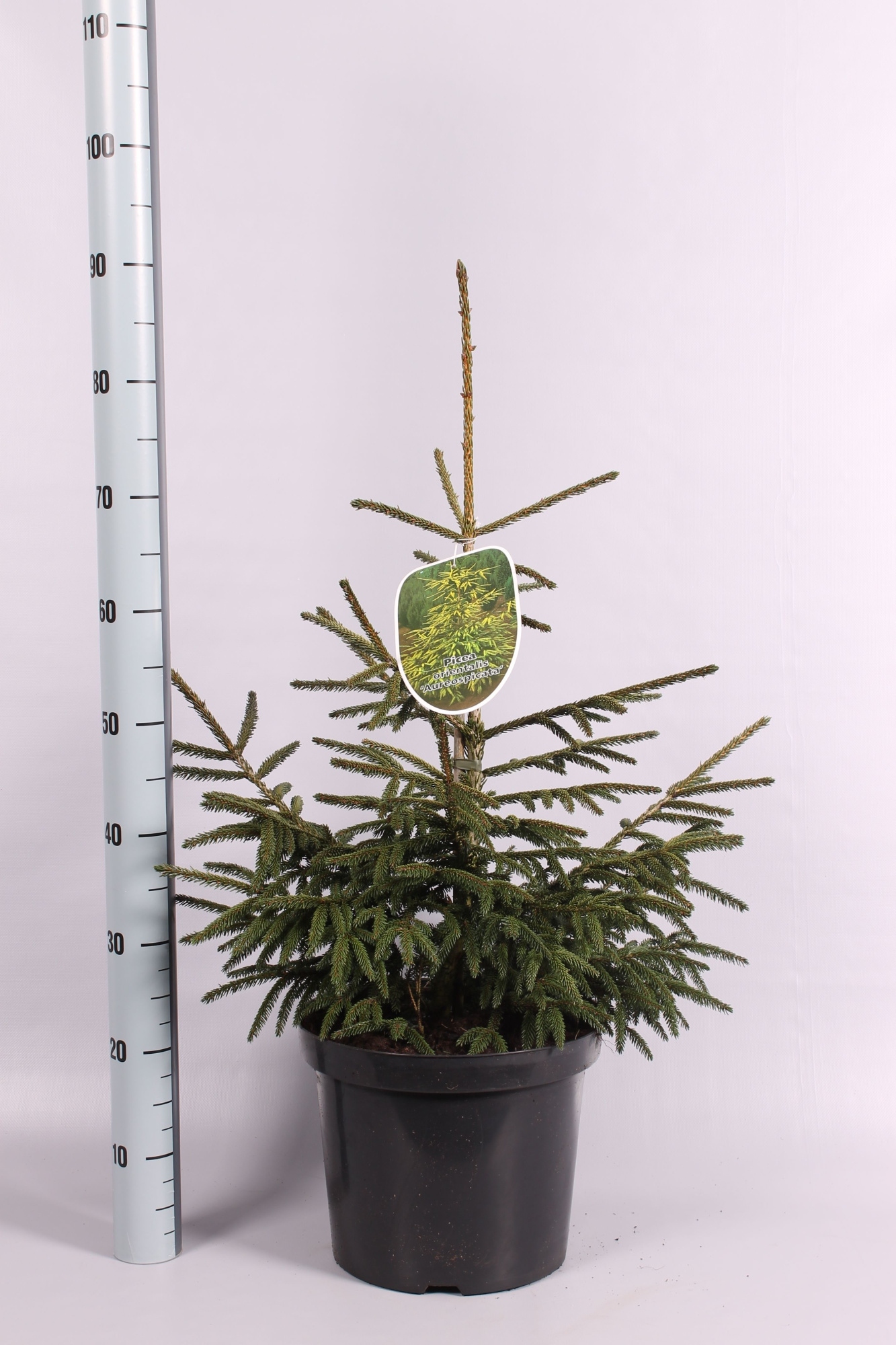 Picea or. 'Aureospicata', D 28 cm