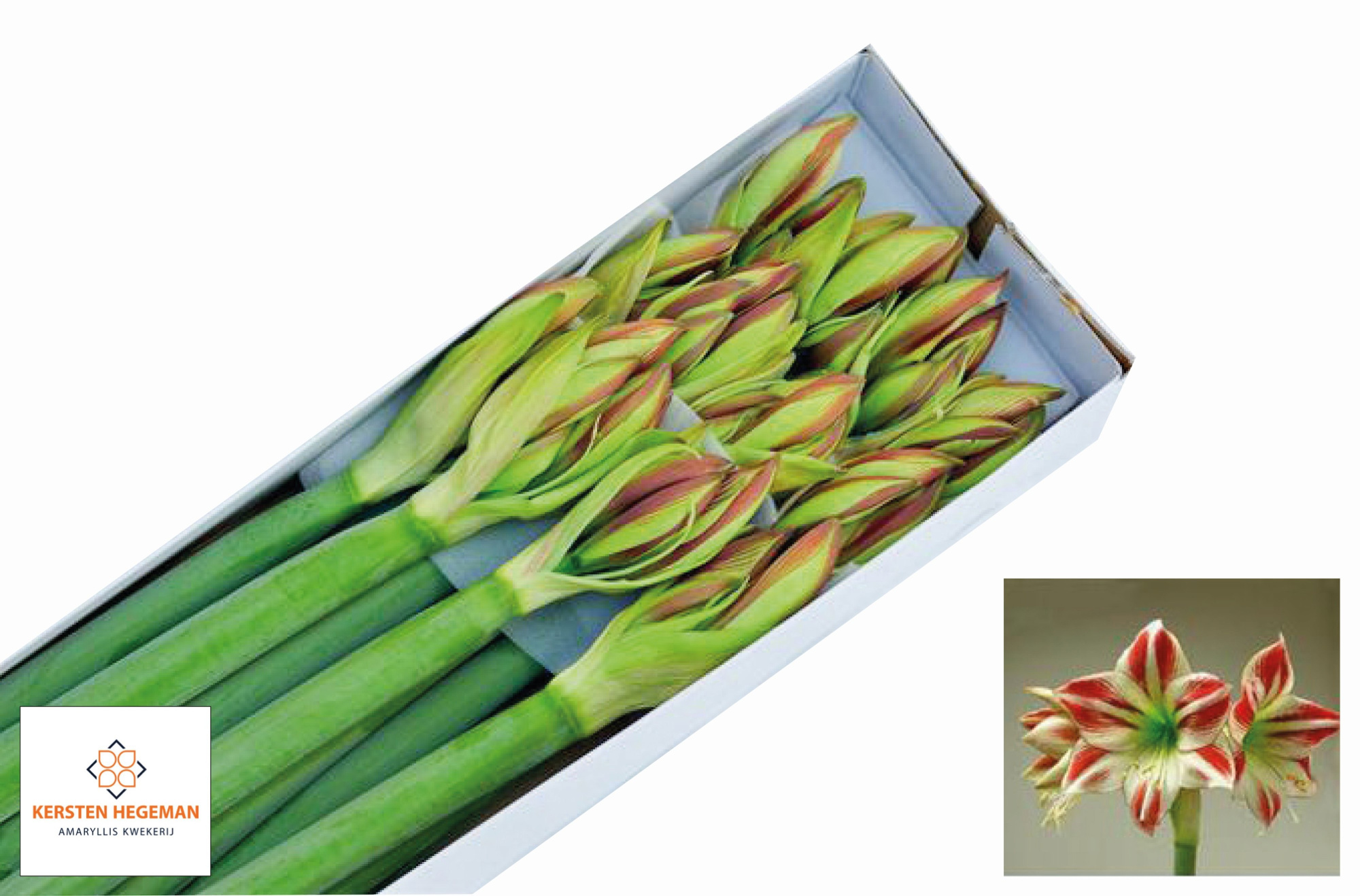 Амарилис Амбианс (бело-красн.) x12, шт.