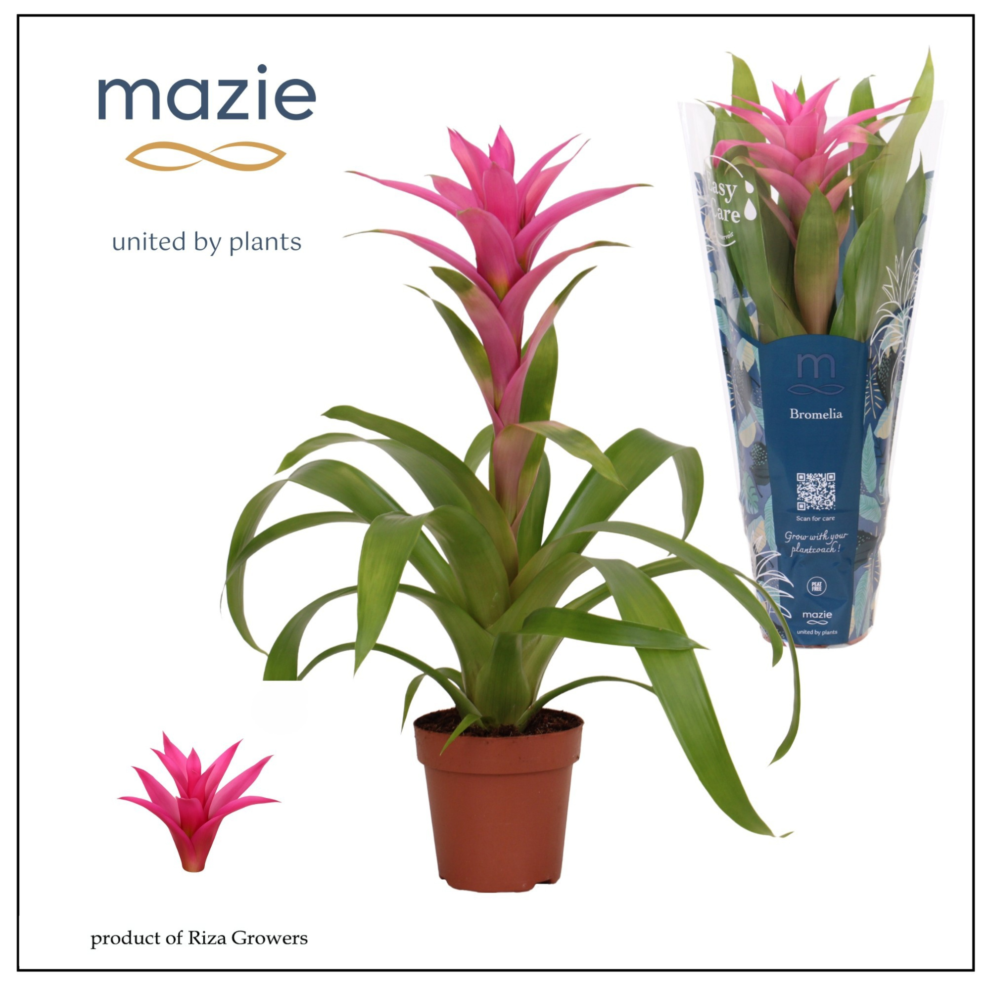 Guzmania Suerte Cerise - 12cm | Mazie, D 12