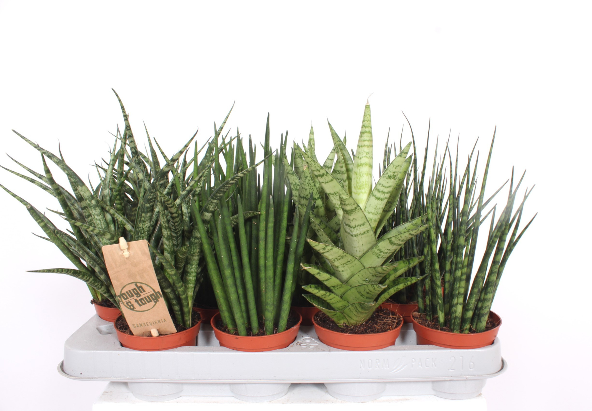 Sansevieria Luxe mix, D 8 cm