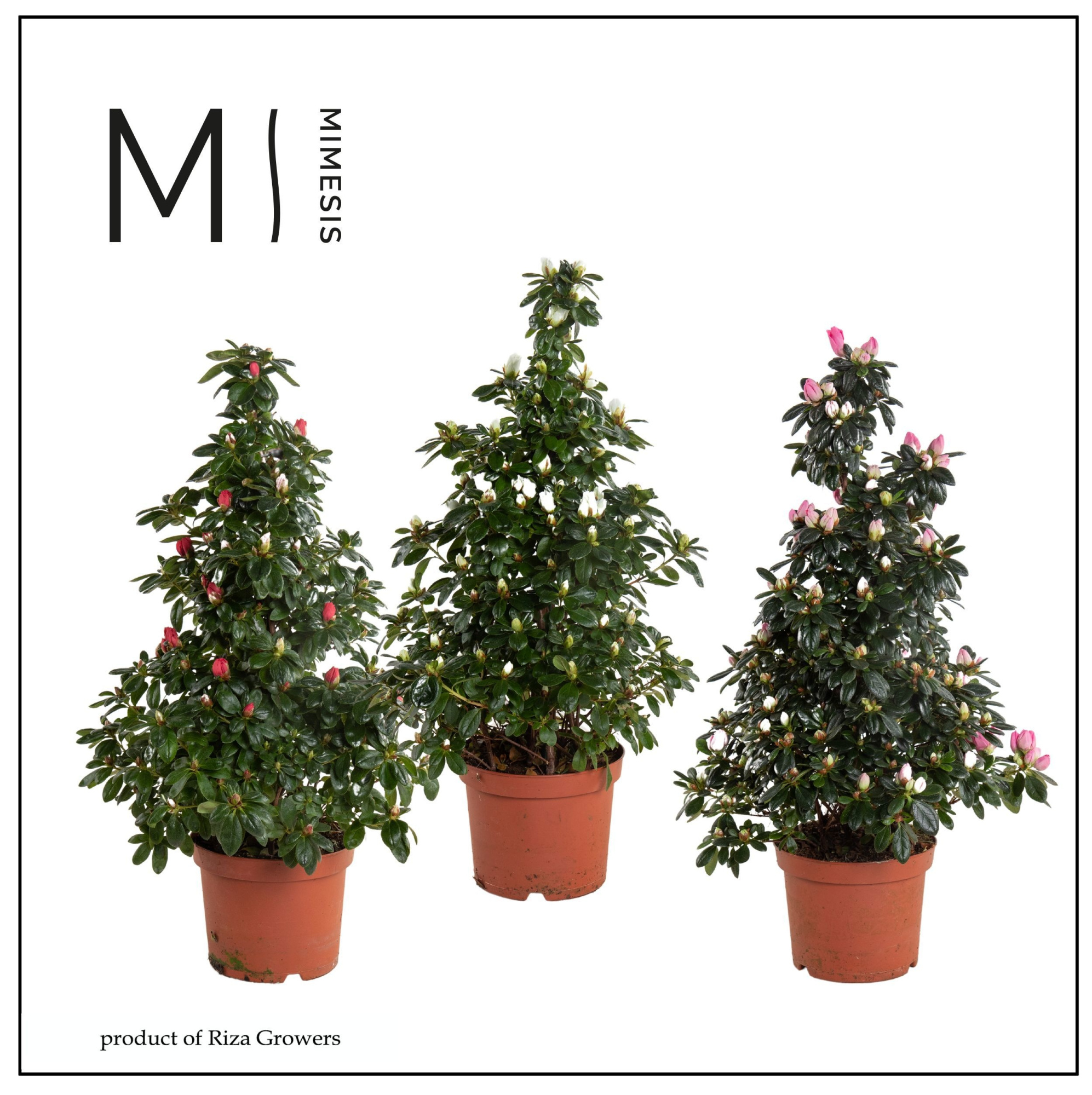 Mimesis Azalea Piramide Mix - 17cm, D 17