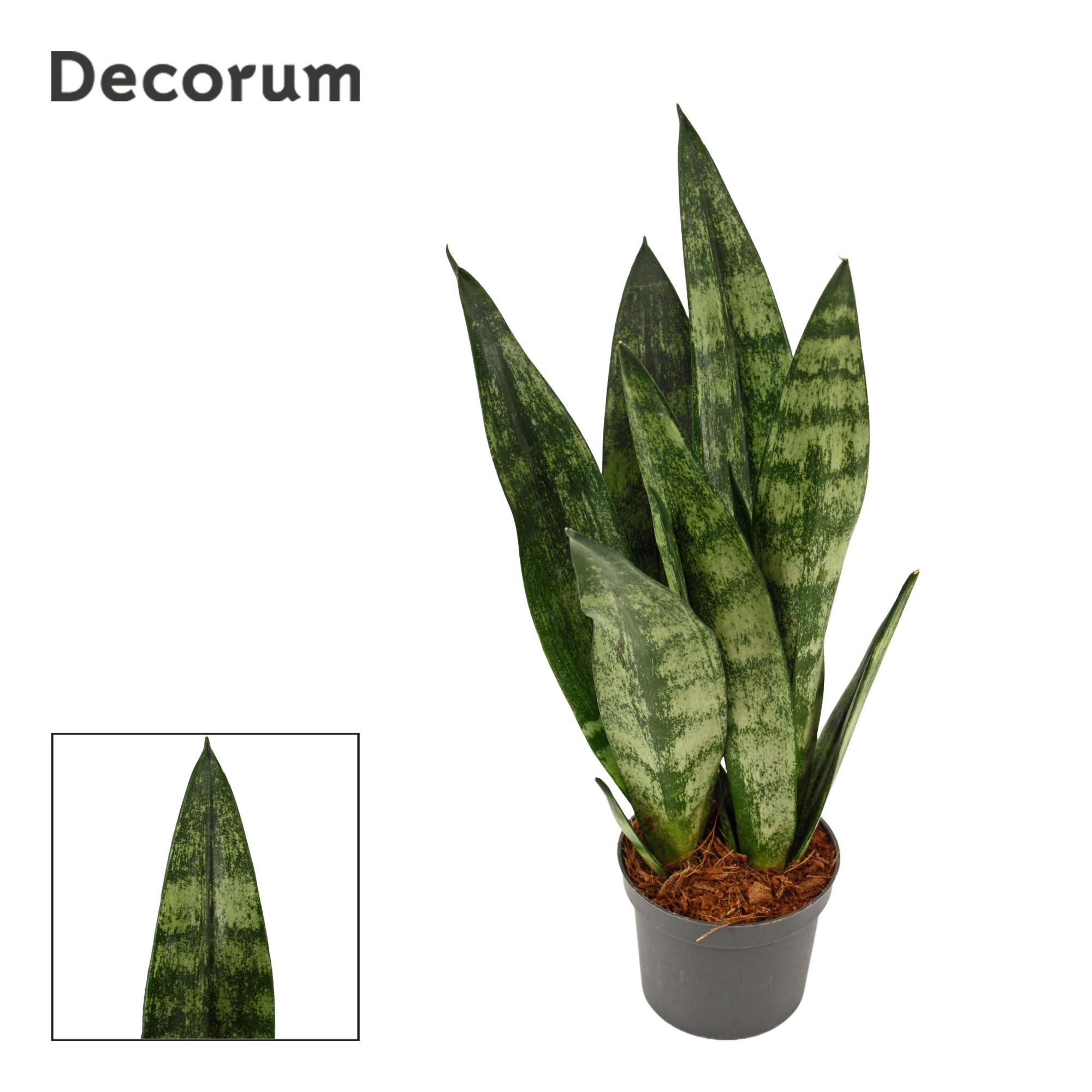 Sansevieria Frozen 9 cm (Decorum), D 9