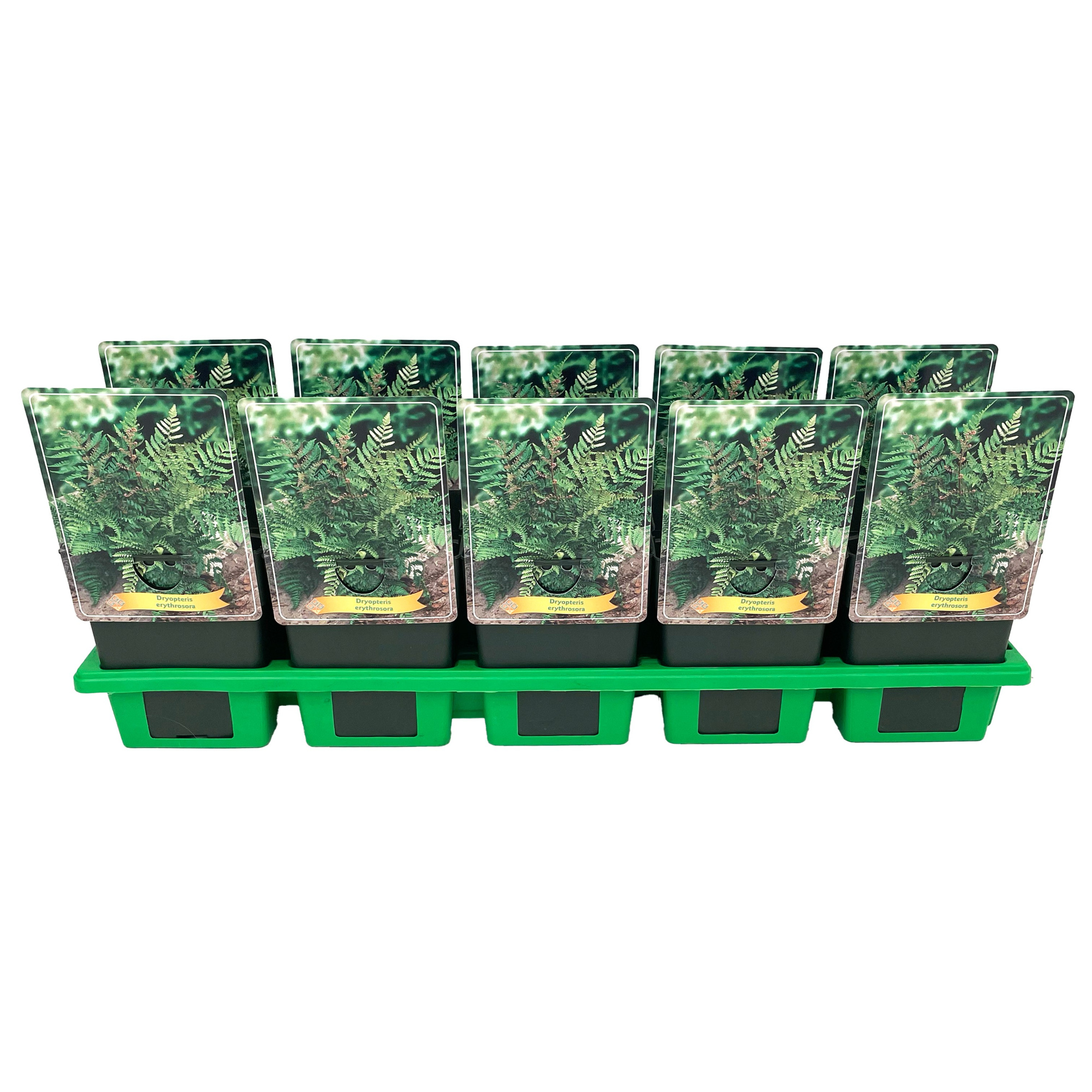 Dryopteris erythrosora P11, D 11