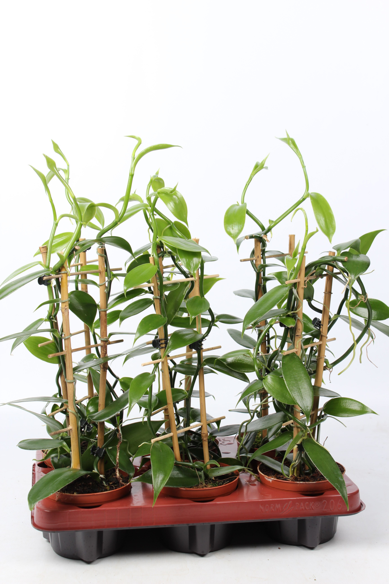 Vanilla Planifolia groen met rekje, D 12