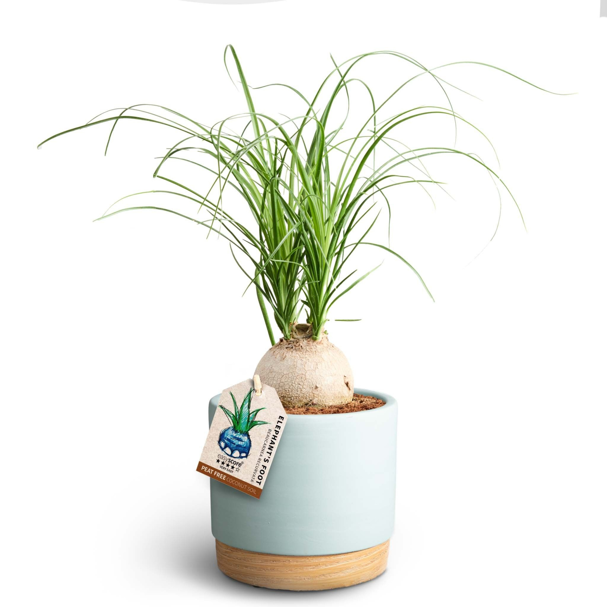 Woodbase Sky Blue, Beaucarnea, D 12 cm