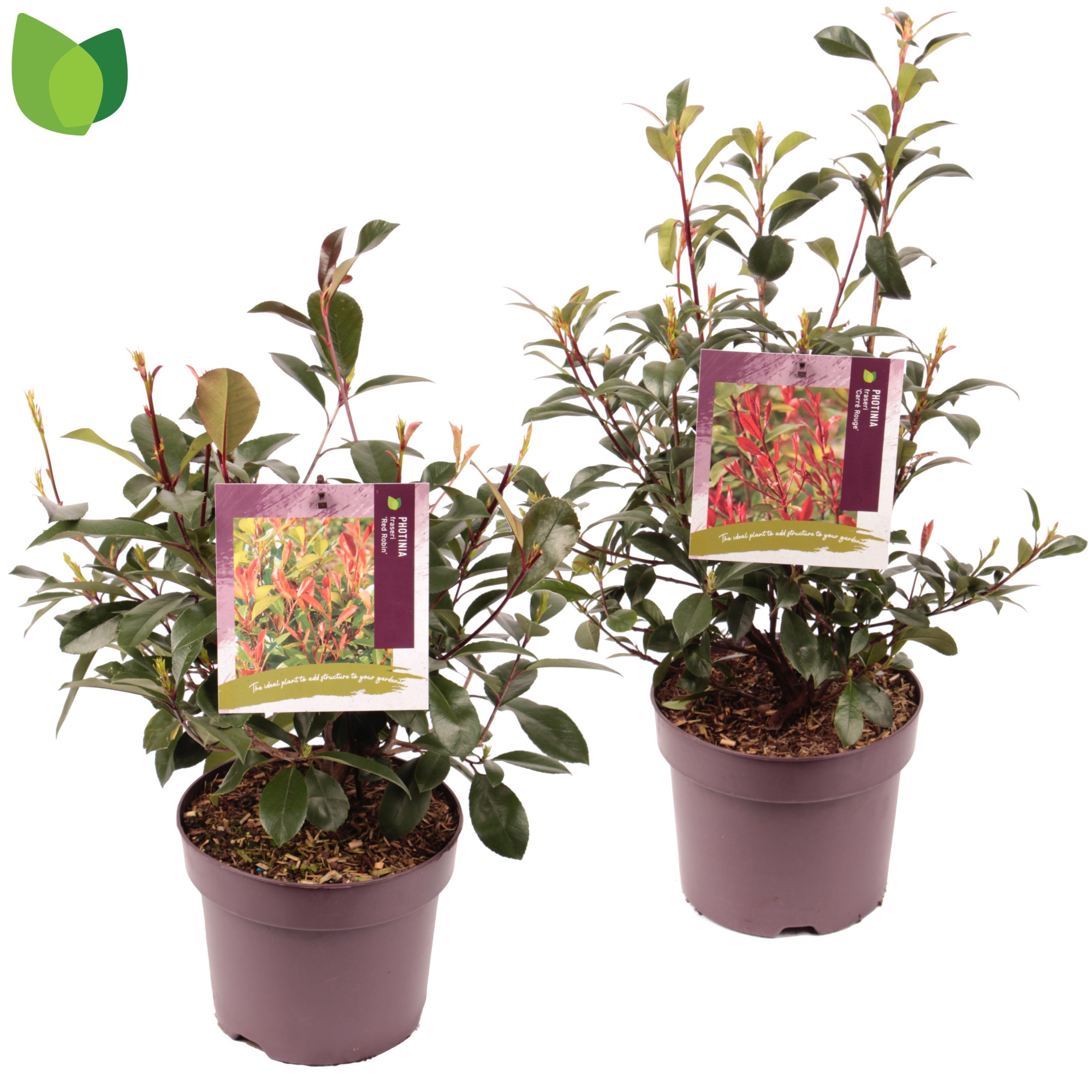 Photinia fraseri C7,5/P26 MIX, D 26