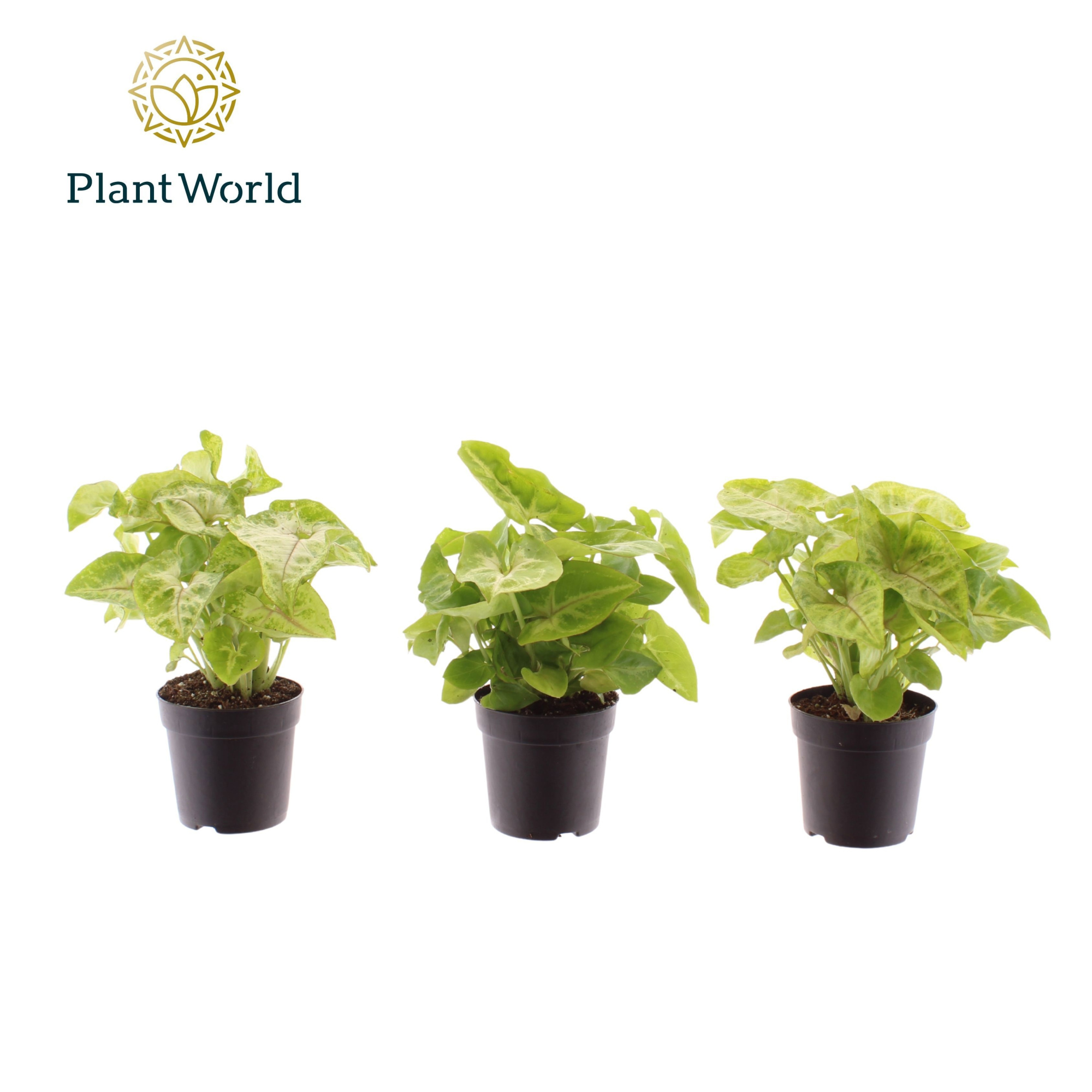 Syngonium Golden 7 cm, D 7