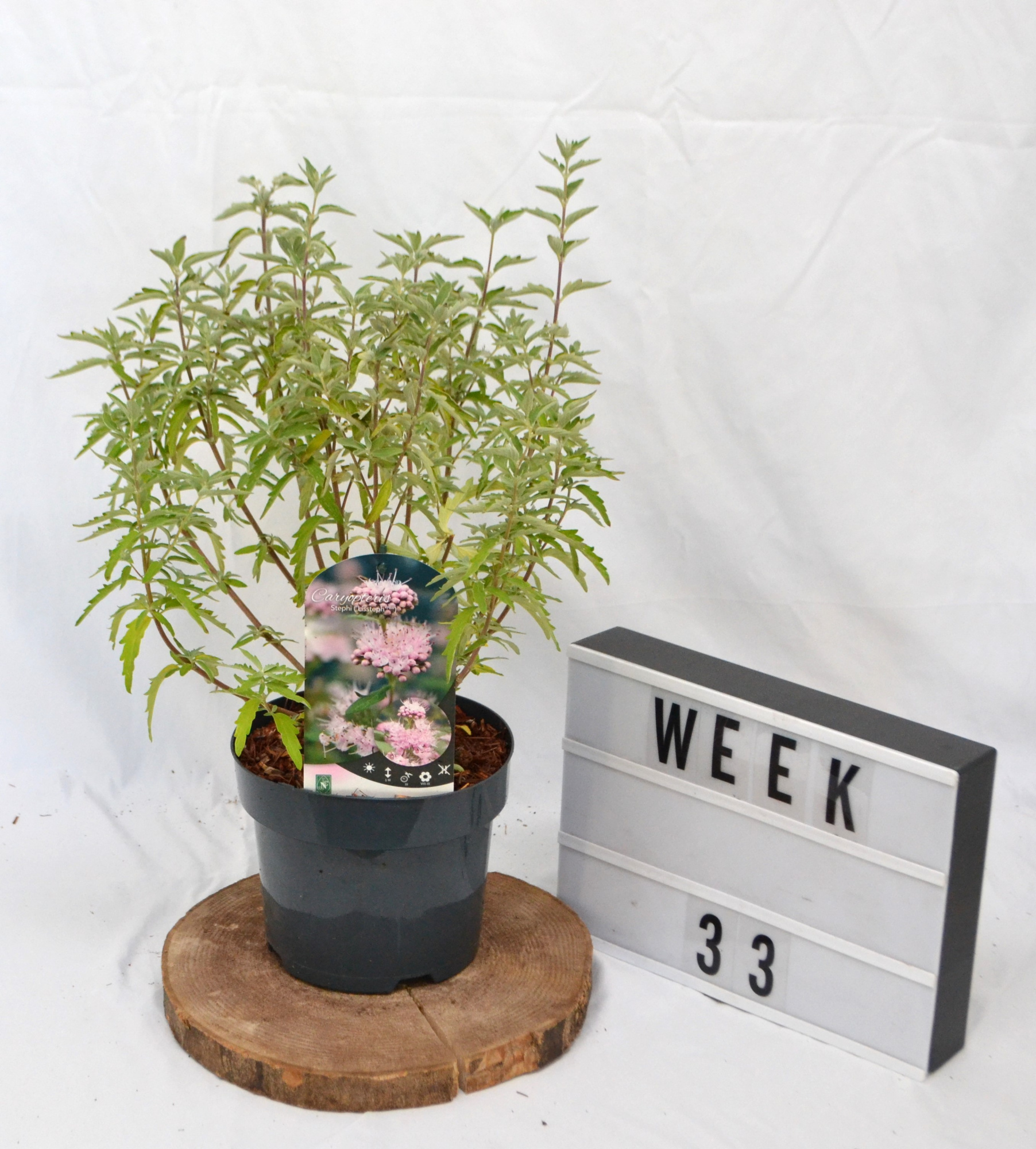 Caryopteris clandonensis Stephi C3 30-40, D 19 cm