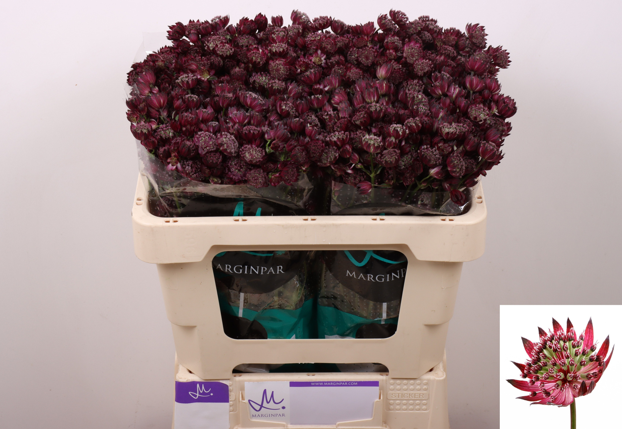 Астранция Стар Оф Лав 50, шт.