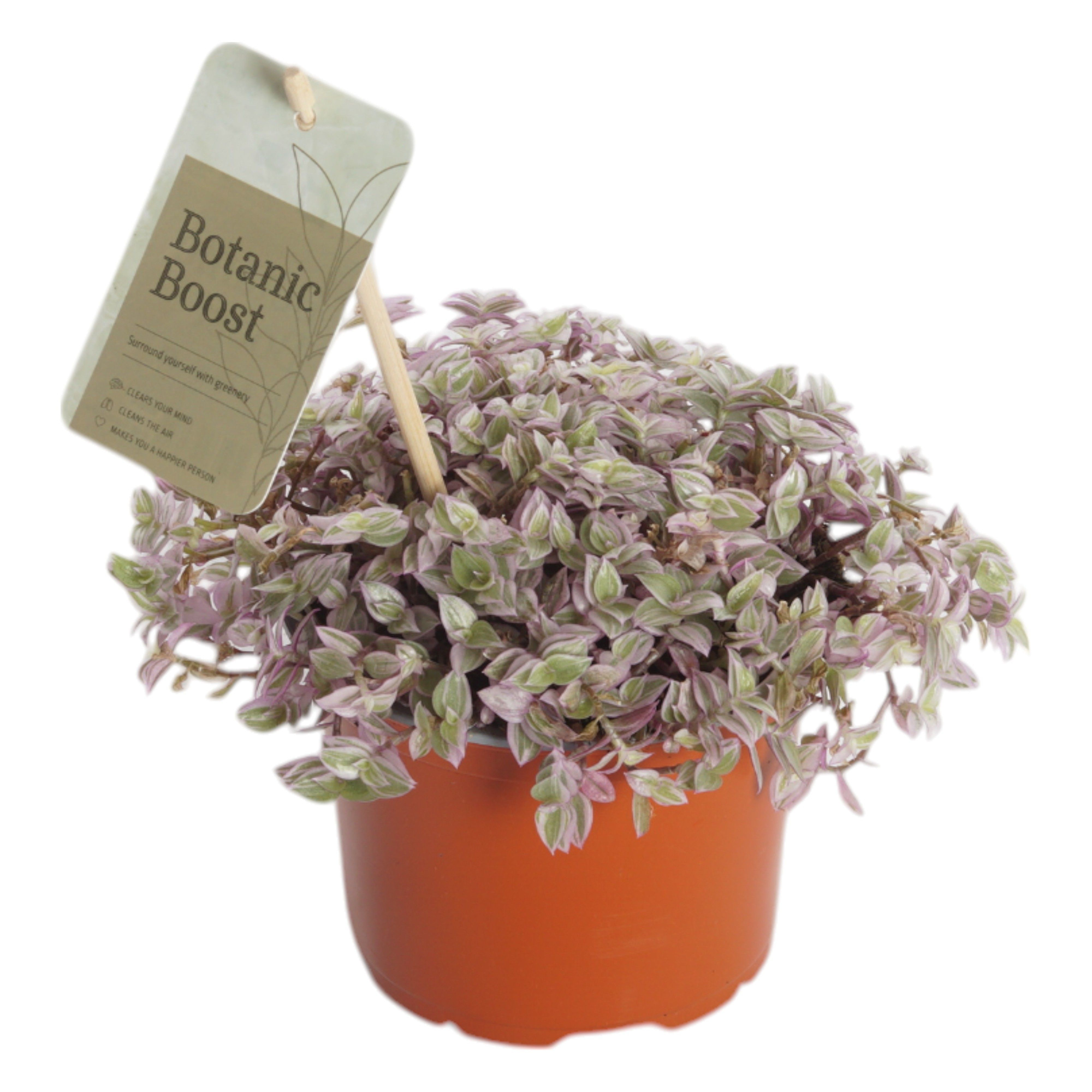 Callisia repens Rosato, D 12 cm