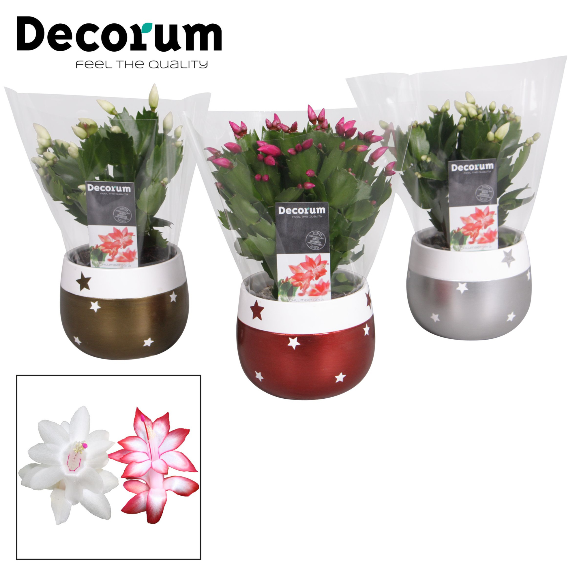 Schlumbergera 10,5 cm - Christmas Star Red-White - Decorum, D 10,5 cm