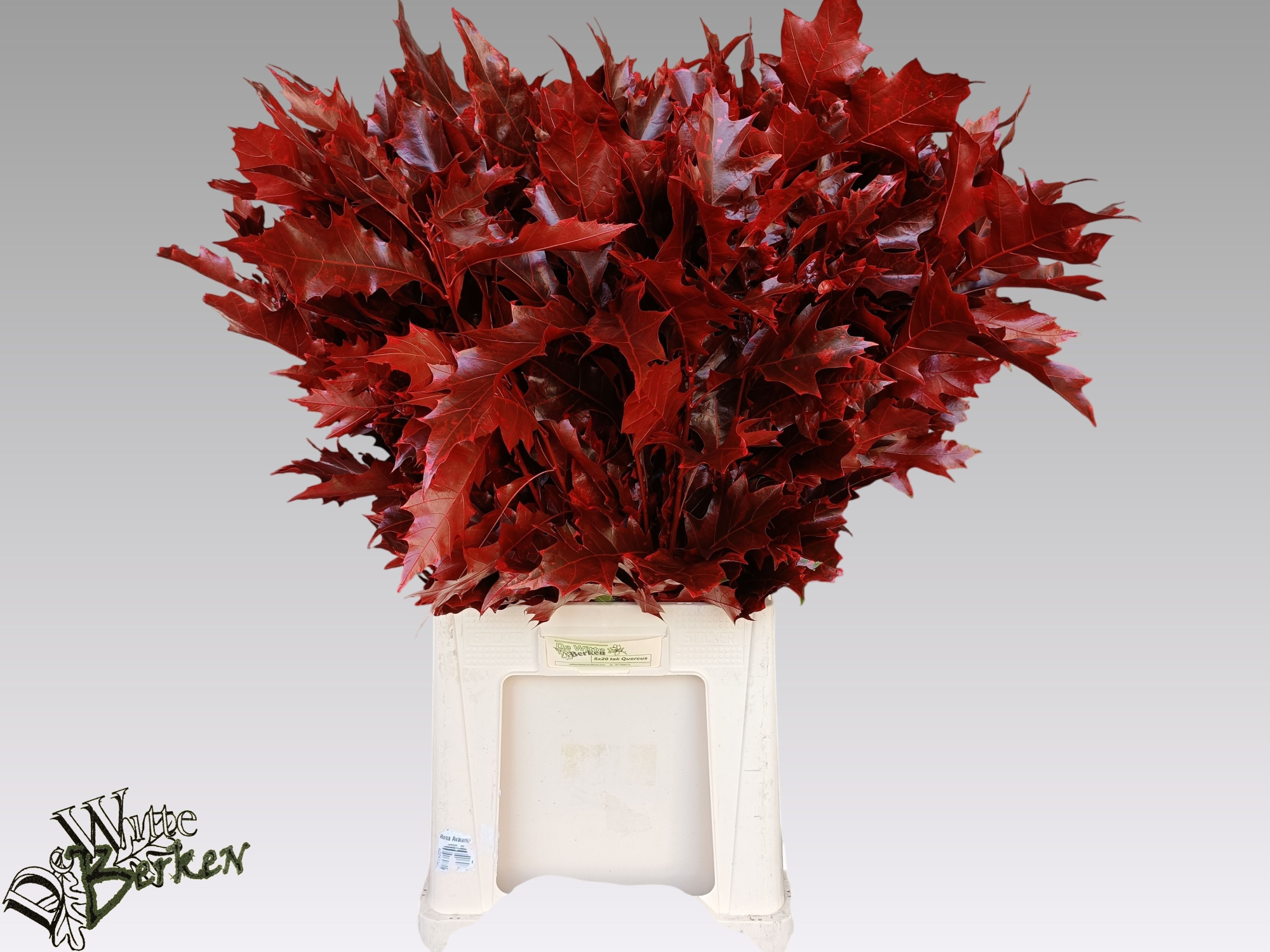 Кверкус Рубра Овериг Крашеный 80 (краш. ), шт.