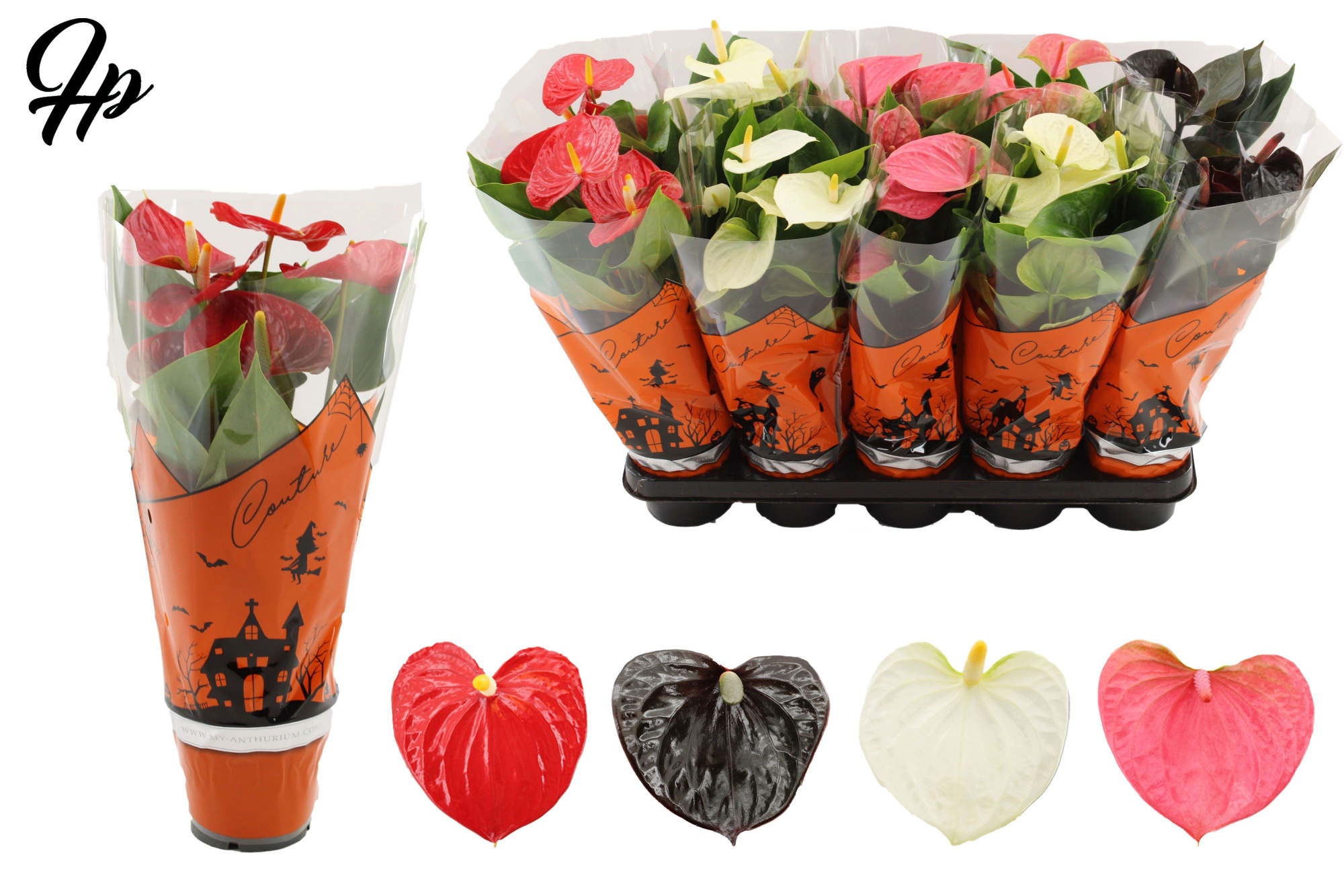 Anthurium 4 color mix in Couture Halloween sleeve, D 12 cm