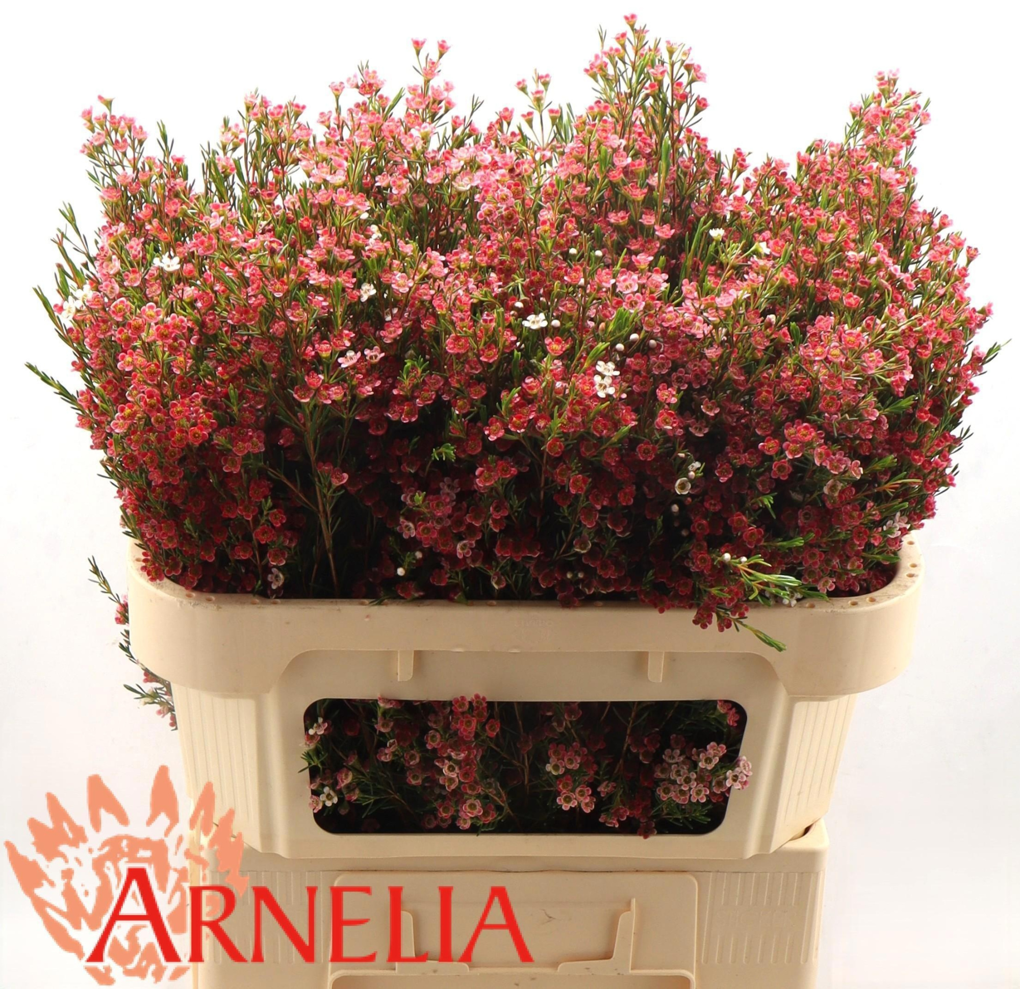 Шамелациум Май Свит Сикстин 70, шт.