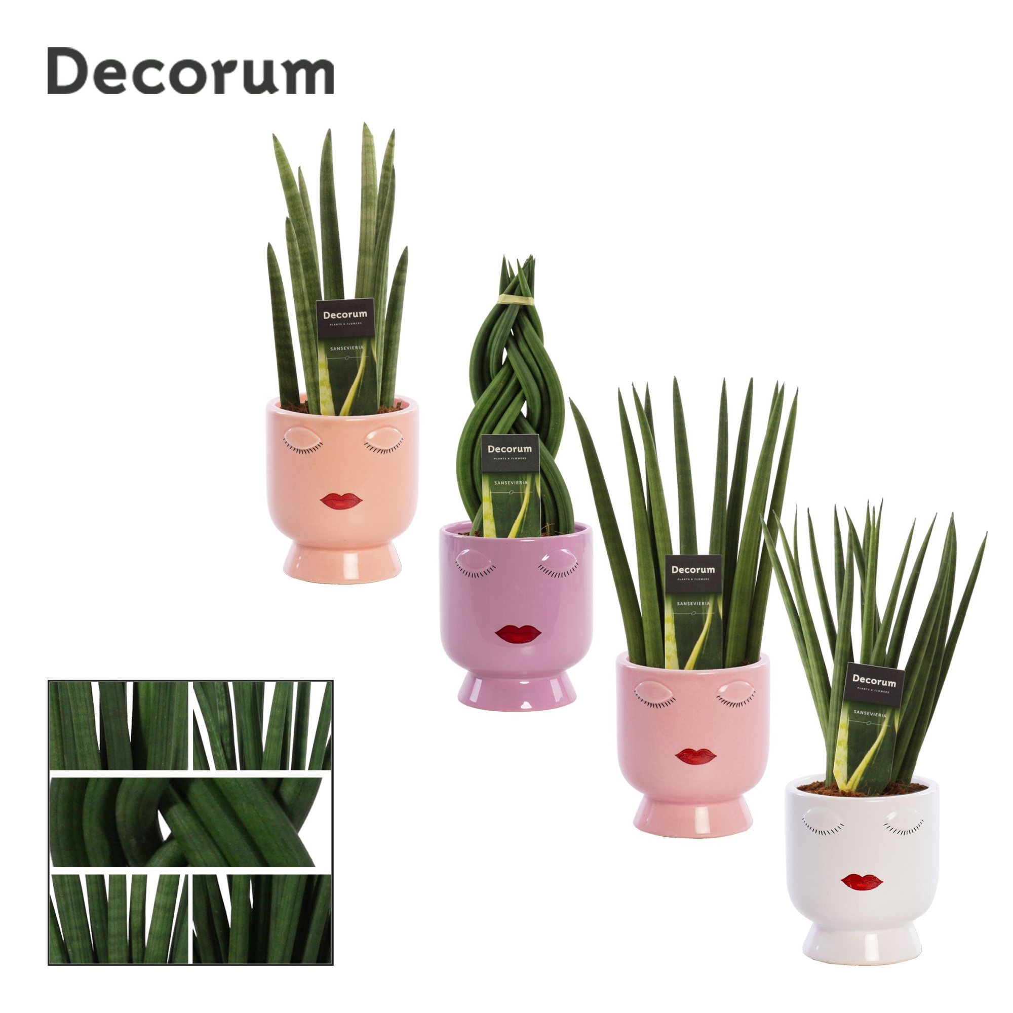 Sansevieria Cylindrica 12 cm mix in Dua Lipa (Party Love-coll.), D 12 cm