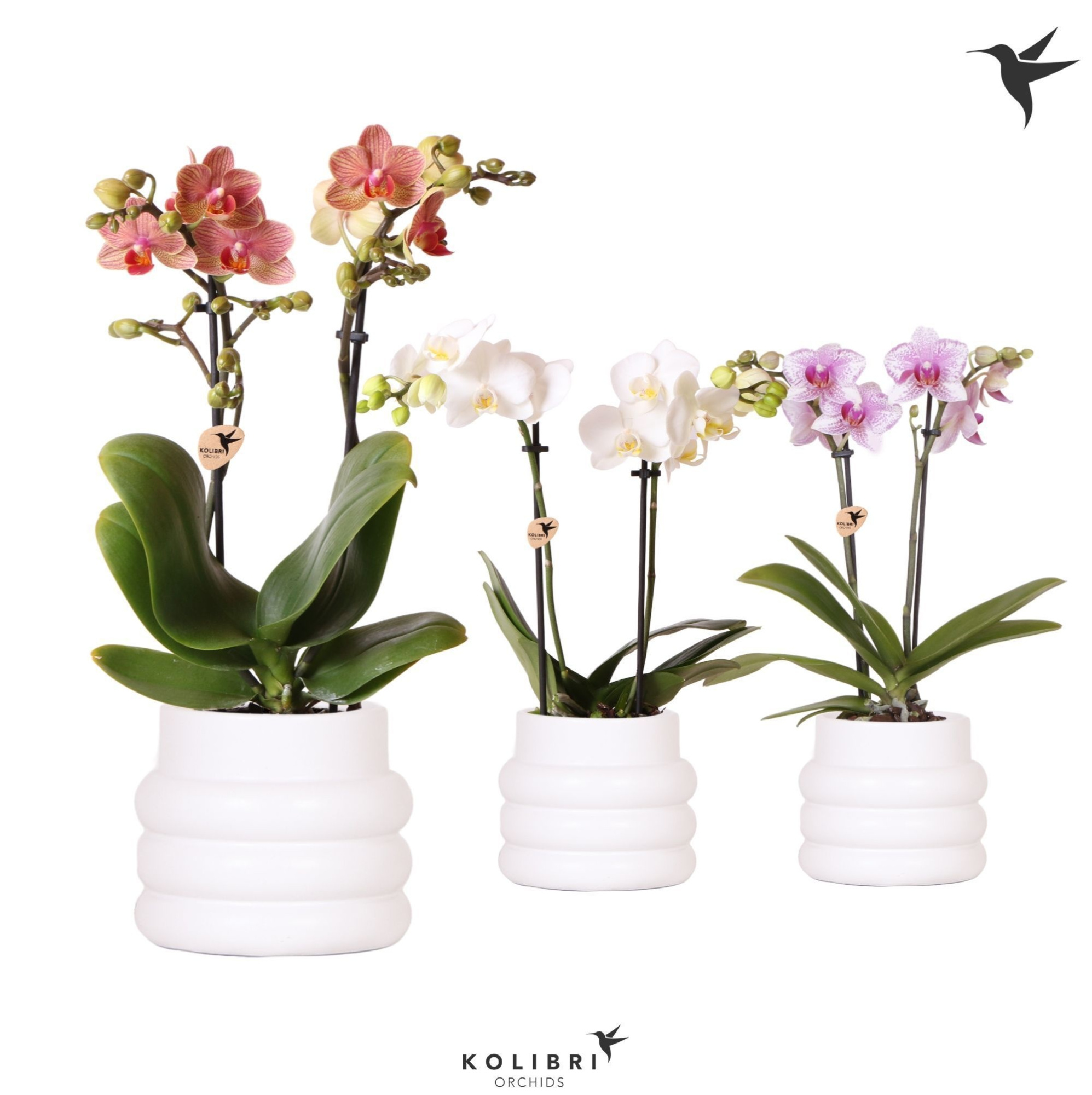 Kolibri Orchids Phalaenopsis mix 2 spike in Bubble pot white, D 9