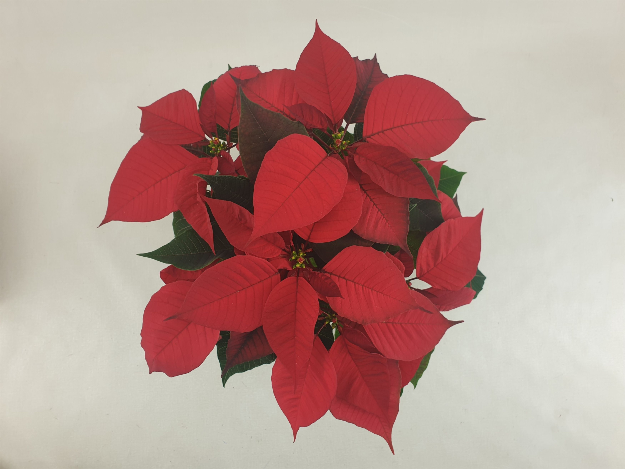 Poin Christmas Feelings Red pot 13 cm (Euphorbia), D 13 cm