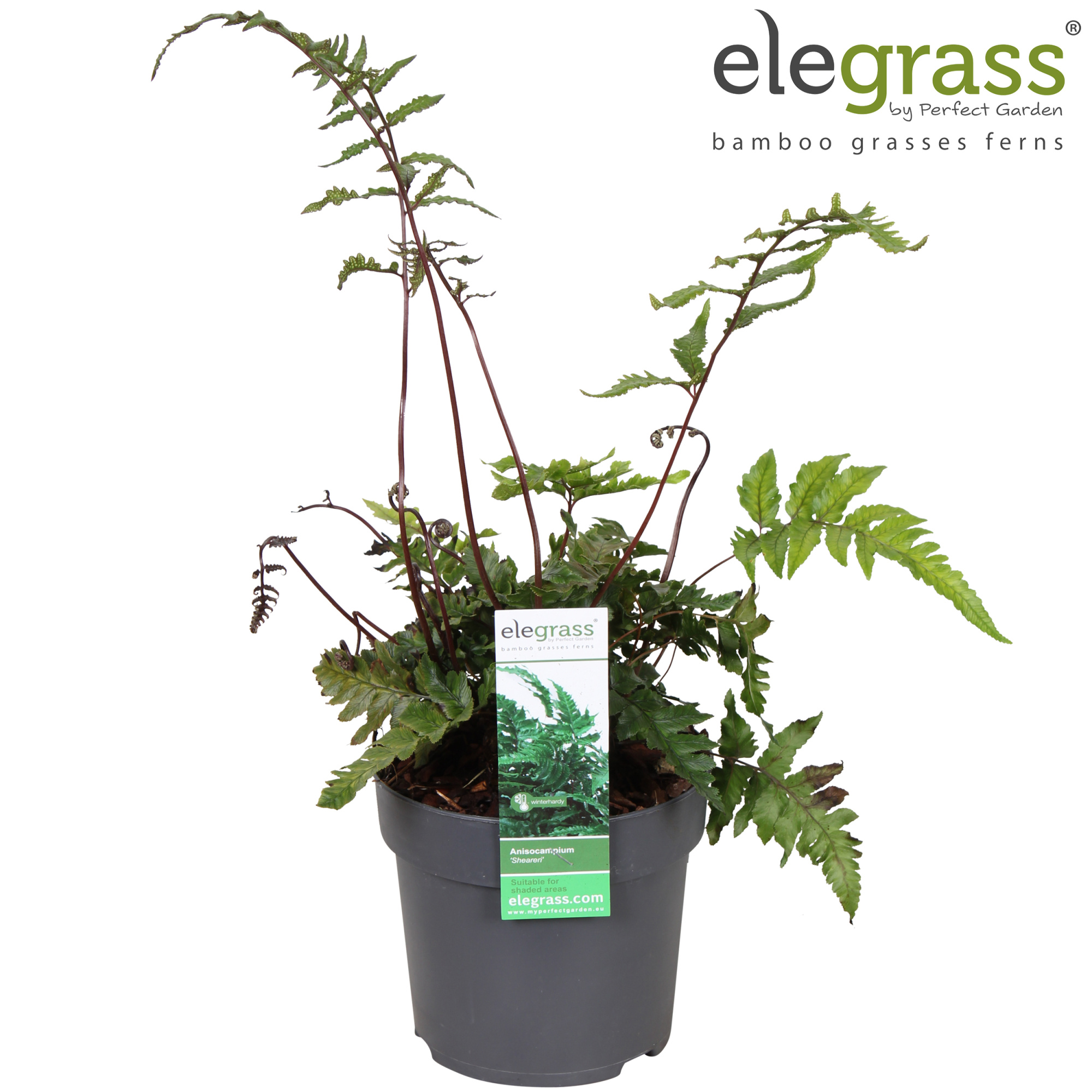 Anisocampium 'Sheareri' P14, D 14 cm