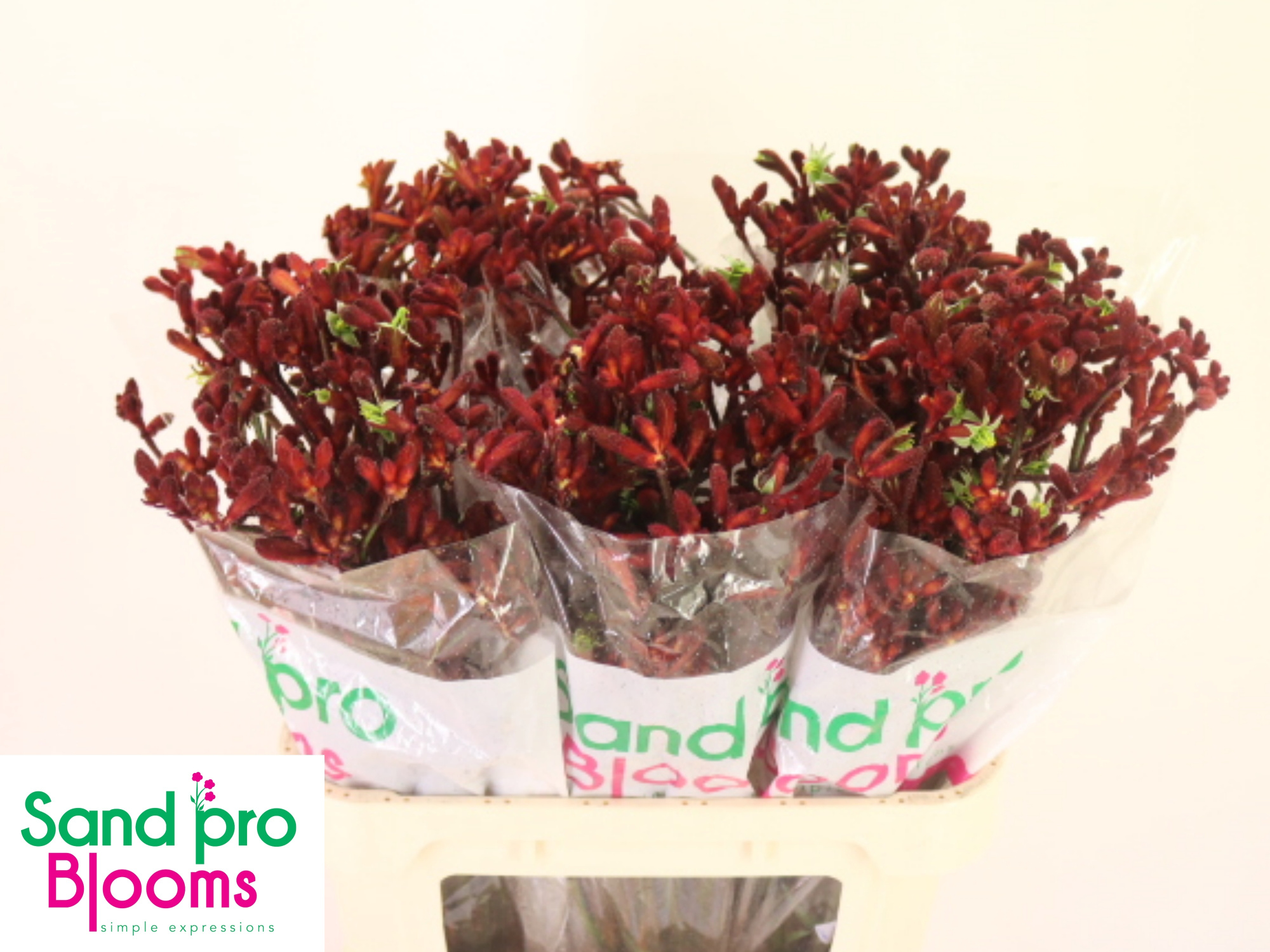 Анигозантус Эрли Спринг 80 (красн.), шт.