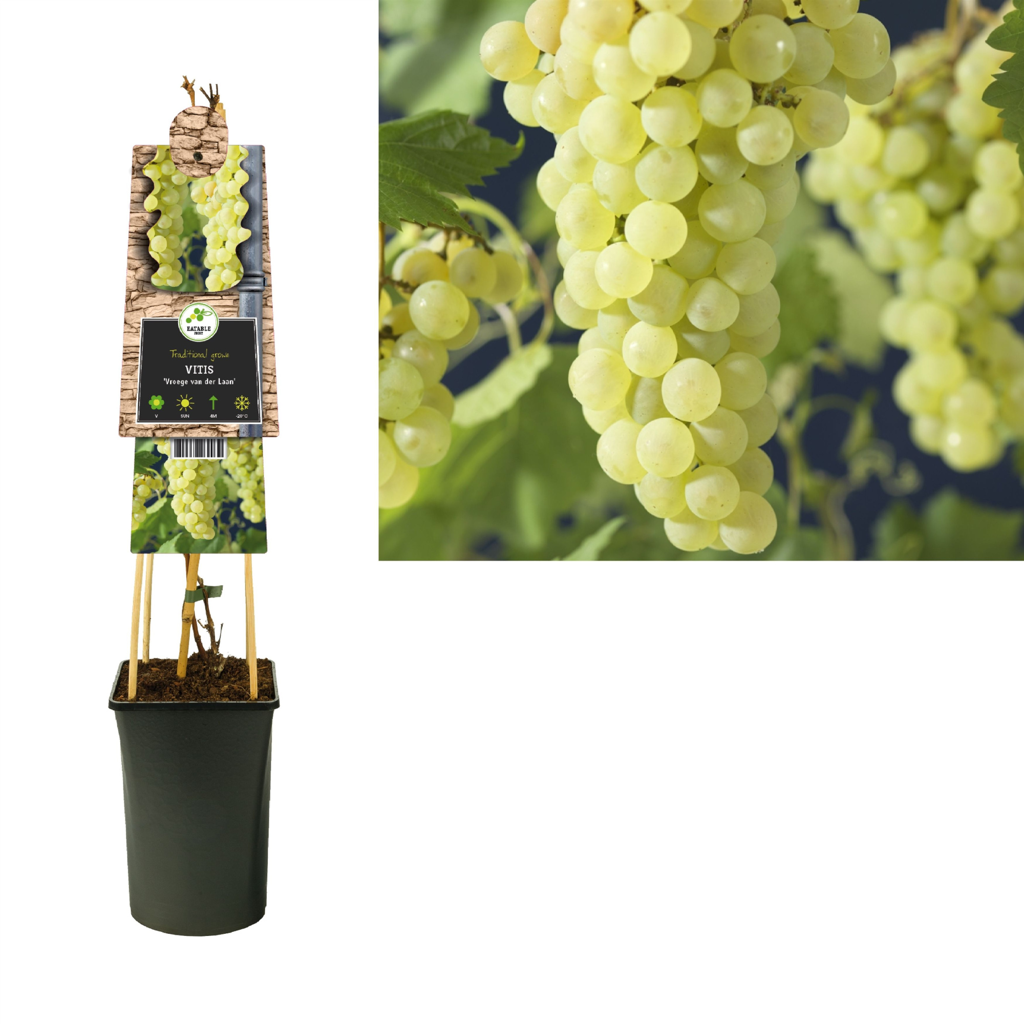 Vitis 'Vroege van der Laan' +3.0 label, D 17 cm