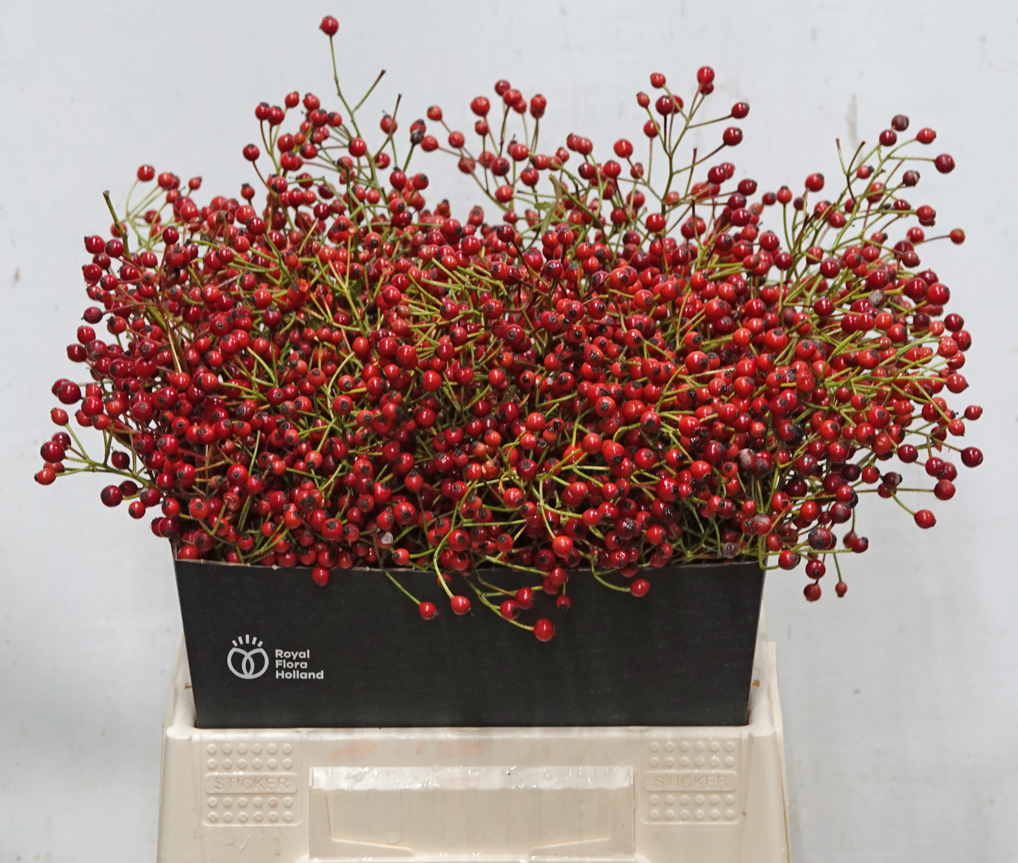 Рузботель Отем Спирит 40, шт.