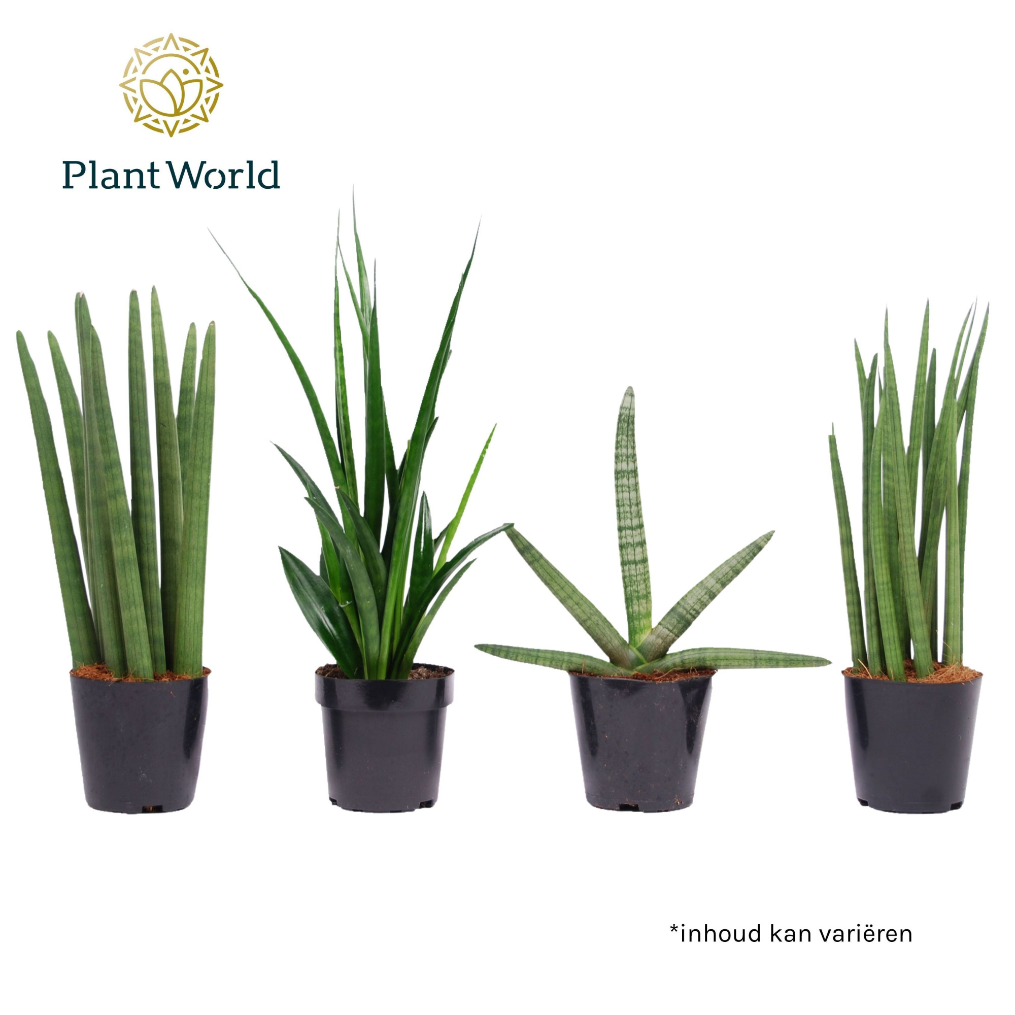 Sansevieria mix: Skyline-kirkii-Mikado-Spaghetti, D 12