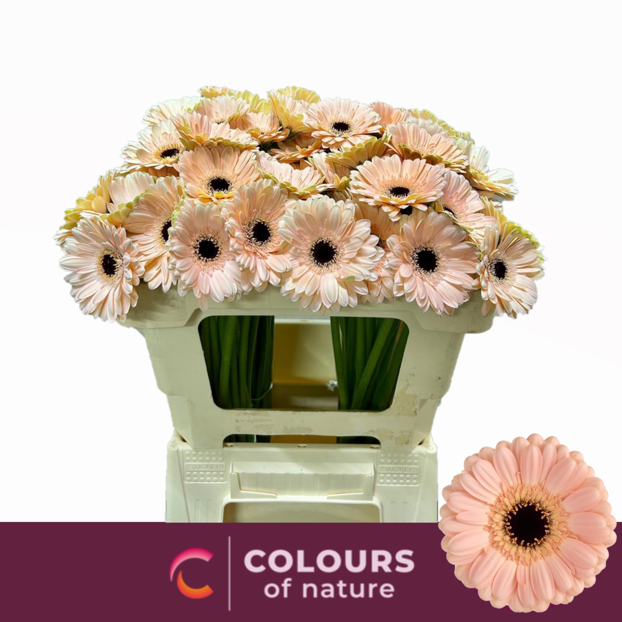 Гермини Эспрессо, шт.