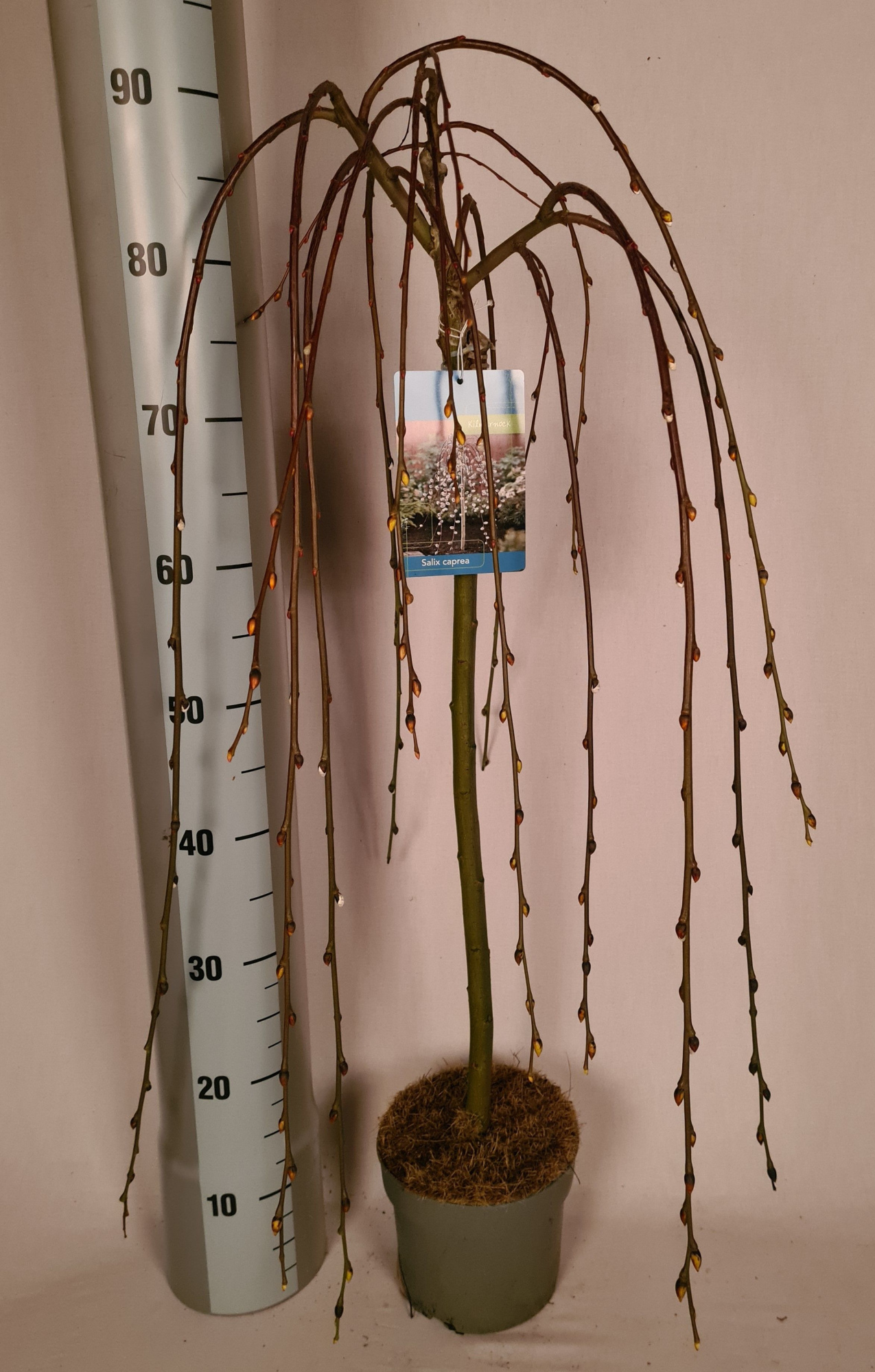 kilmarnock 17, D 17 cm