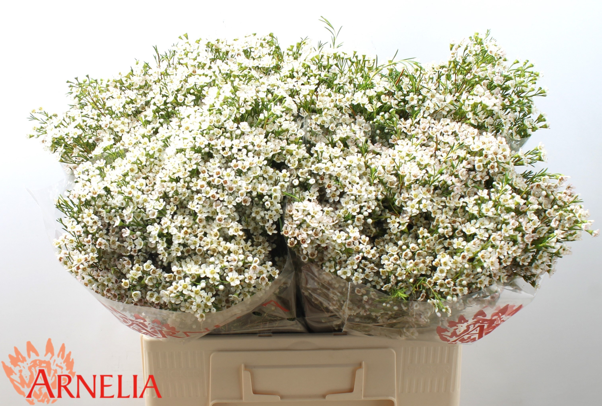 Шамелациум Перл Баттонс 60, шт.