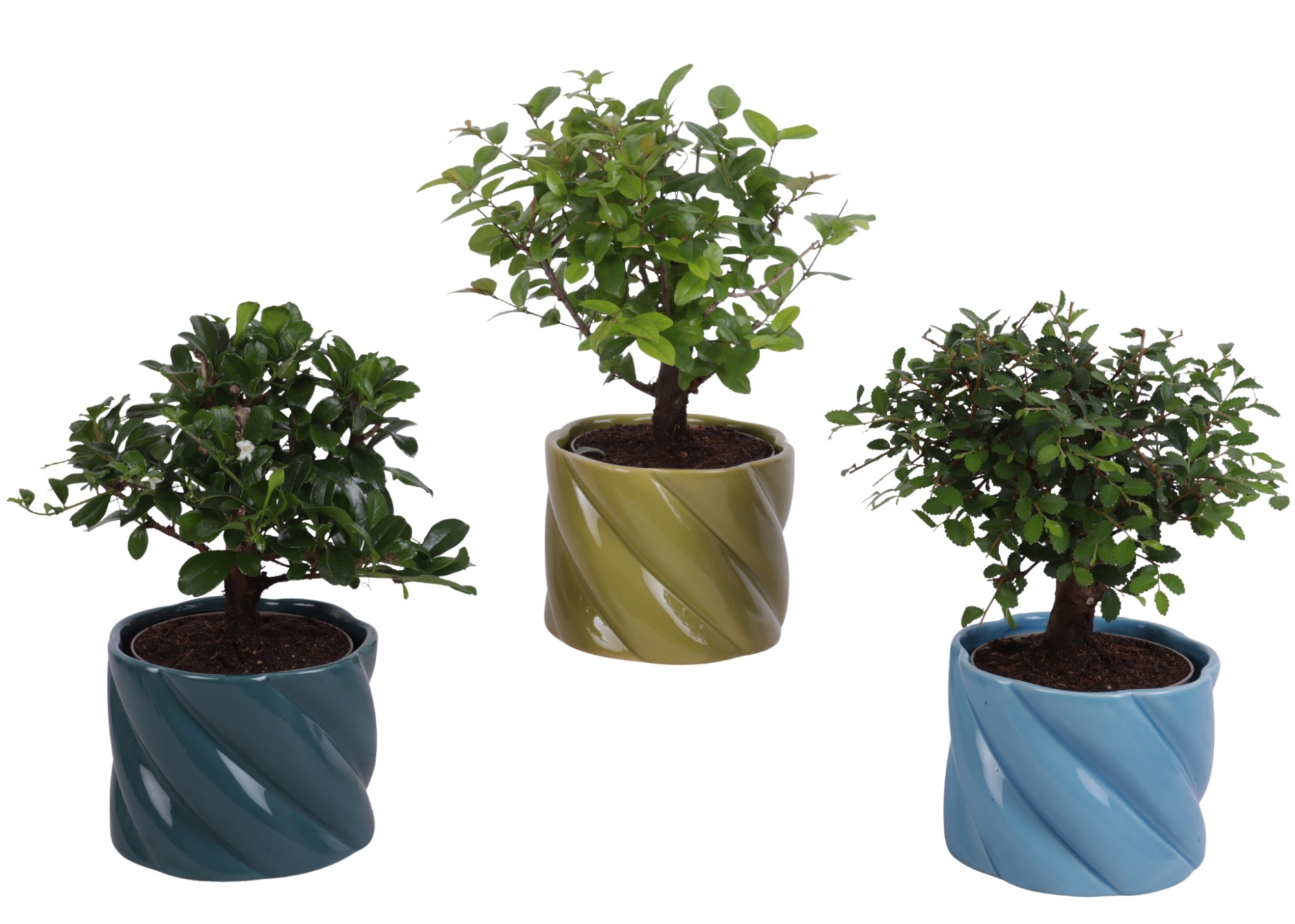 Bonsai Indoor Mix Ø 9cm Ball Shape in Ø11cm Ceramic FB674, D 11