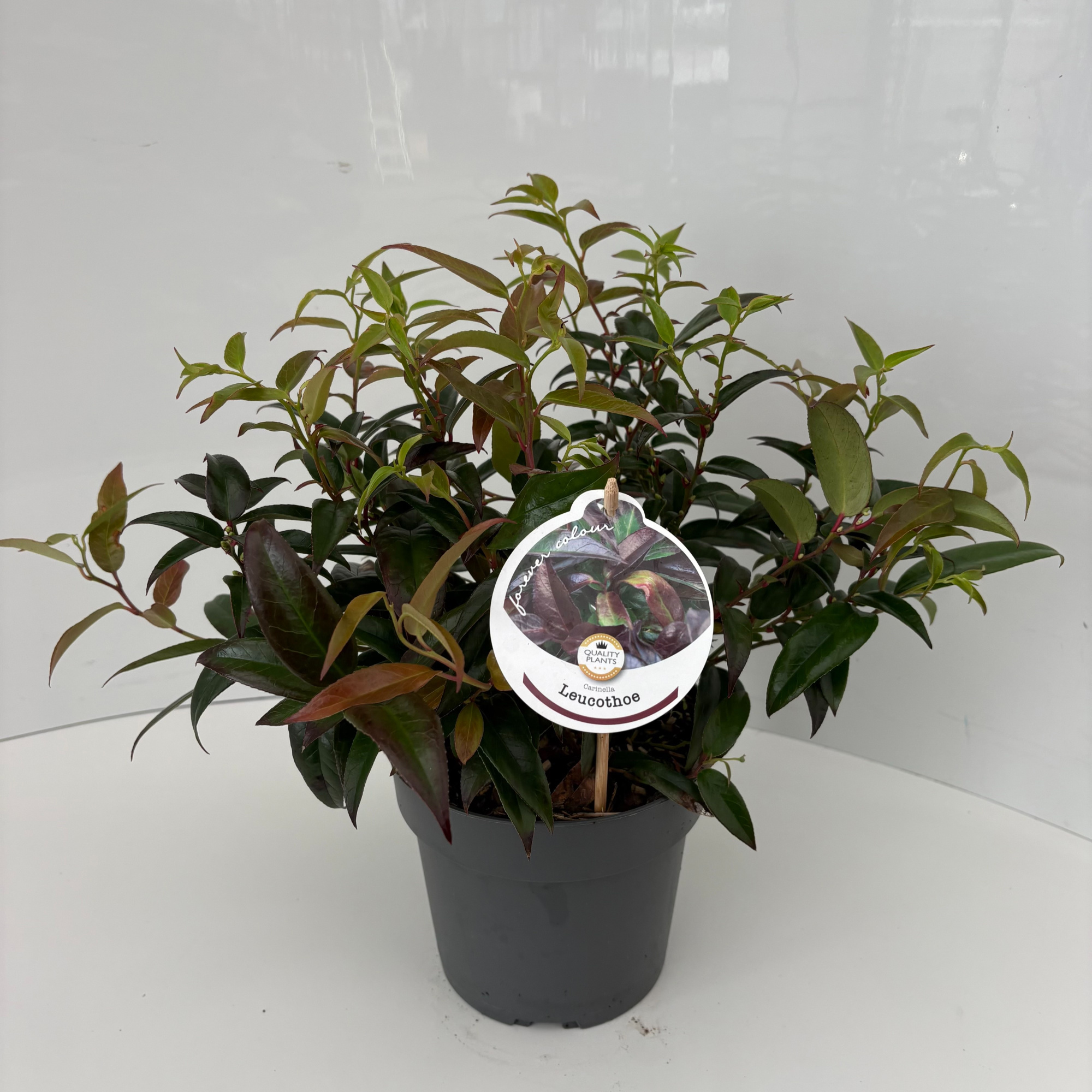 Leucothoe Carinella, D 17 cm