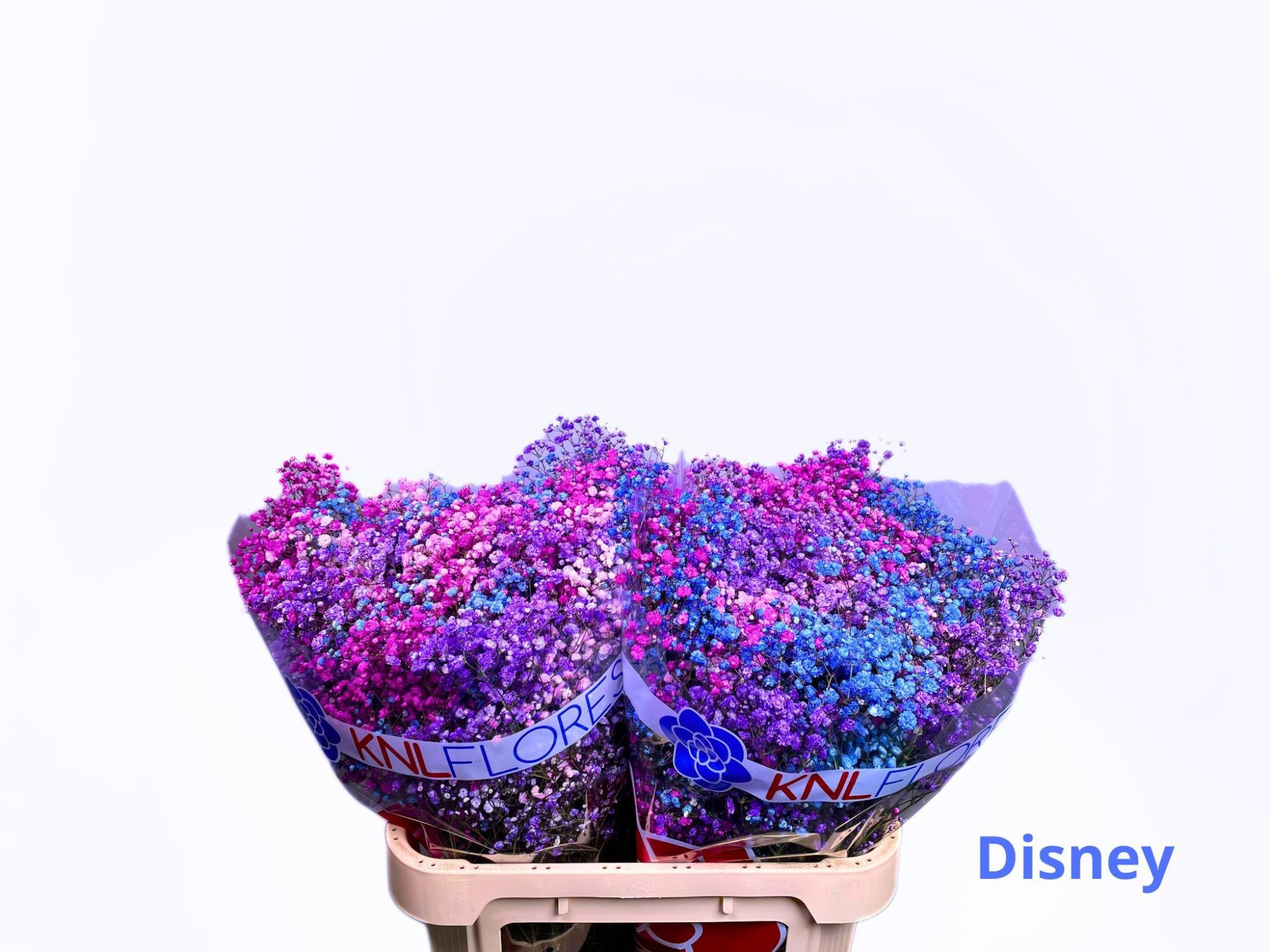 Гипсофила Овериг Крашеная (краш. ) 80, шт.