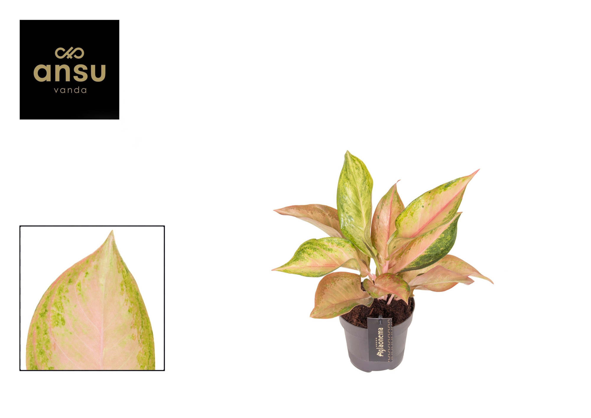 Aglaonema Guave Pink, D 12 cm