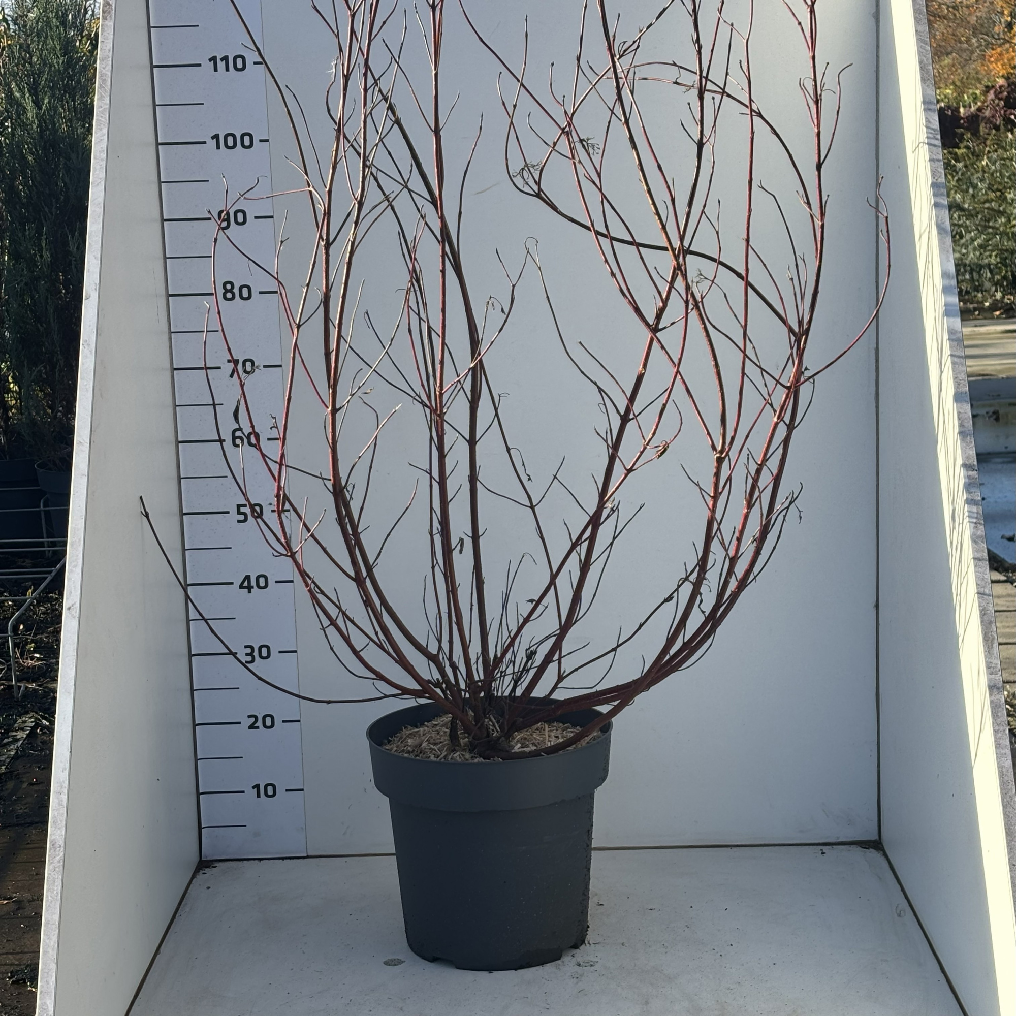 CornusalbaMiracle, D 31