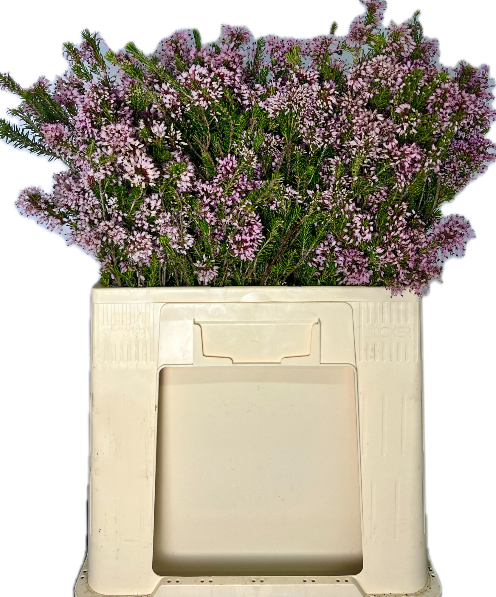 Эрика Овериг за пучок 65, пуч.