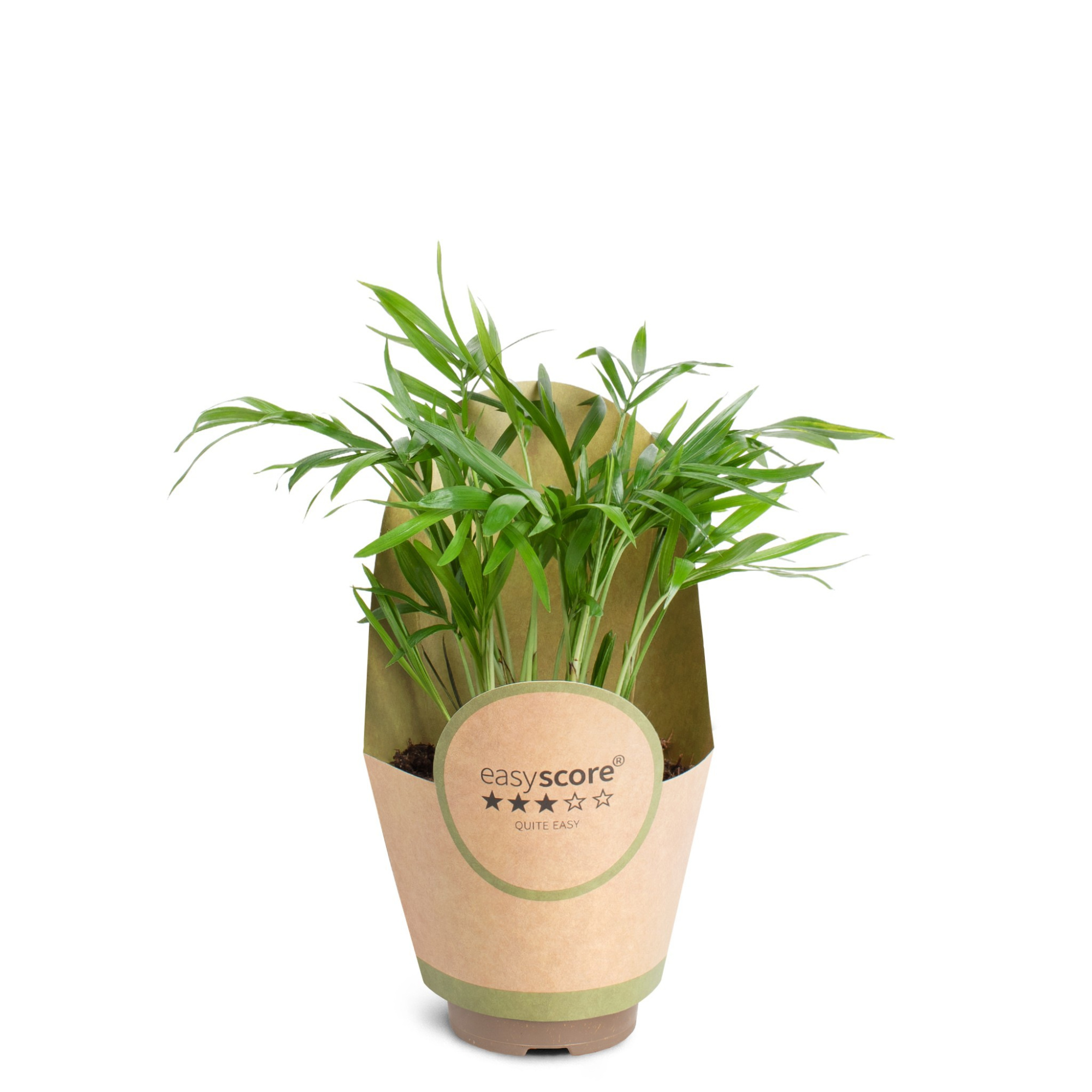 Chamaedorea elegans, D 9