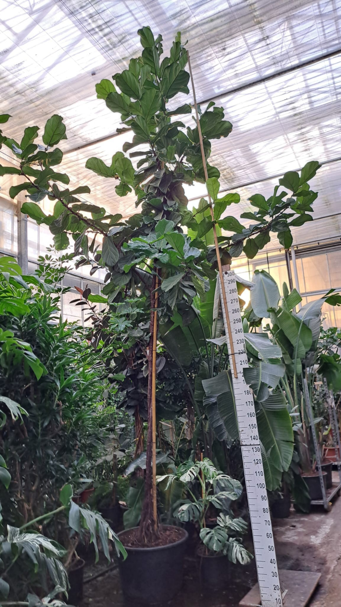 Ficus Lyrata stam 580, D 65