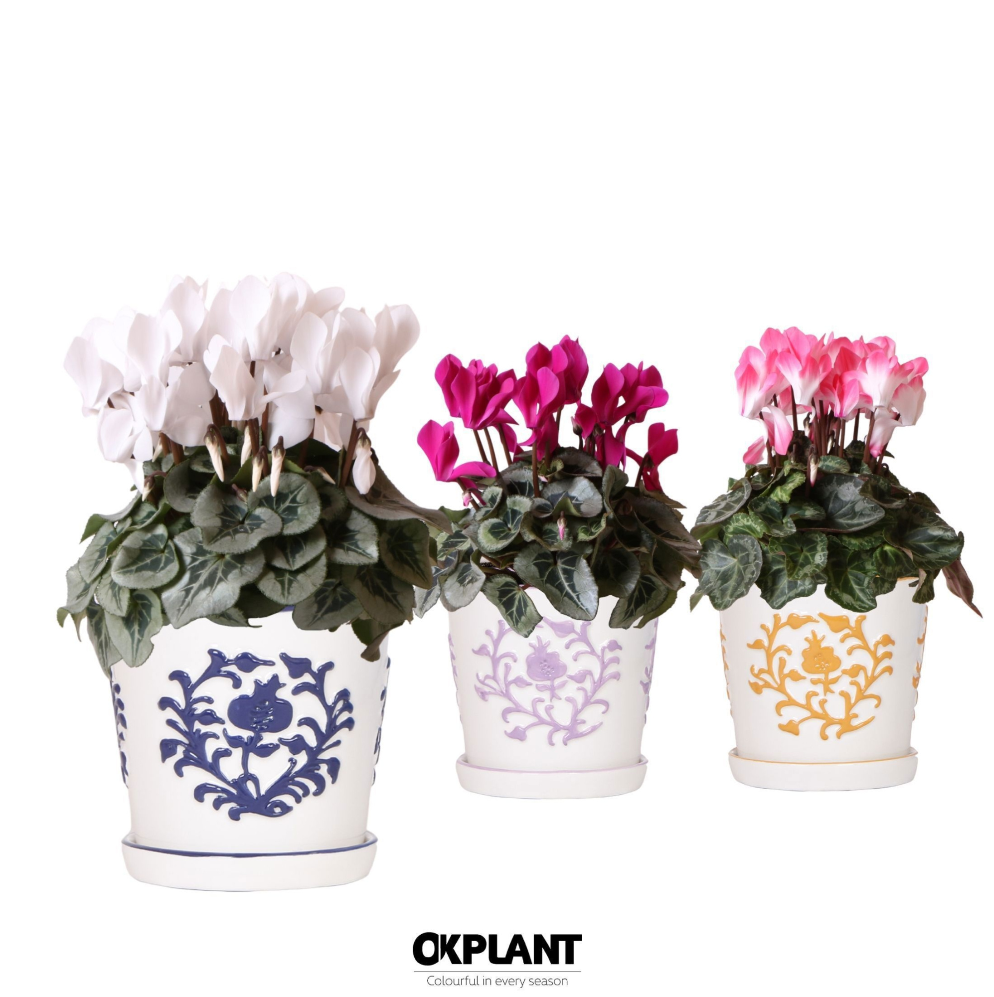 Cyclamen mix in Malaga pot mix, D 12 cm