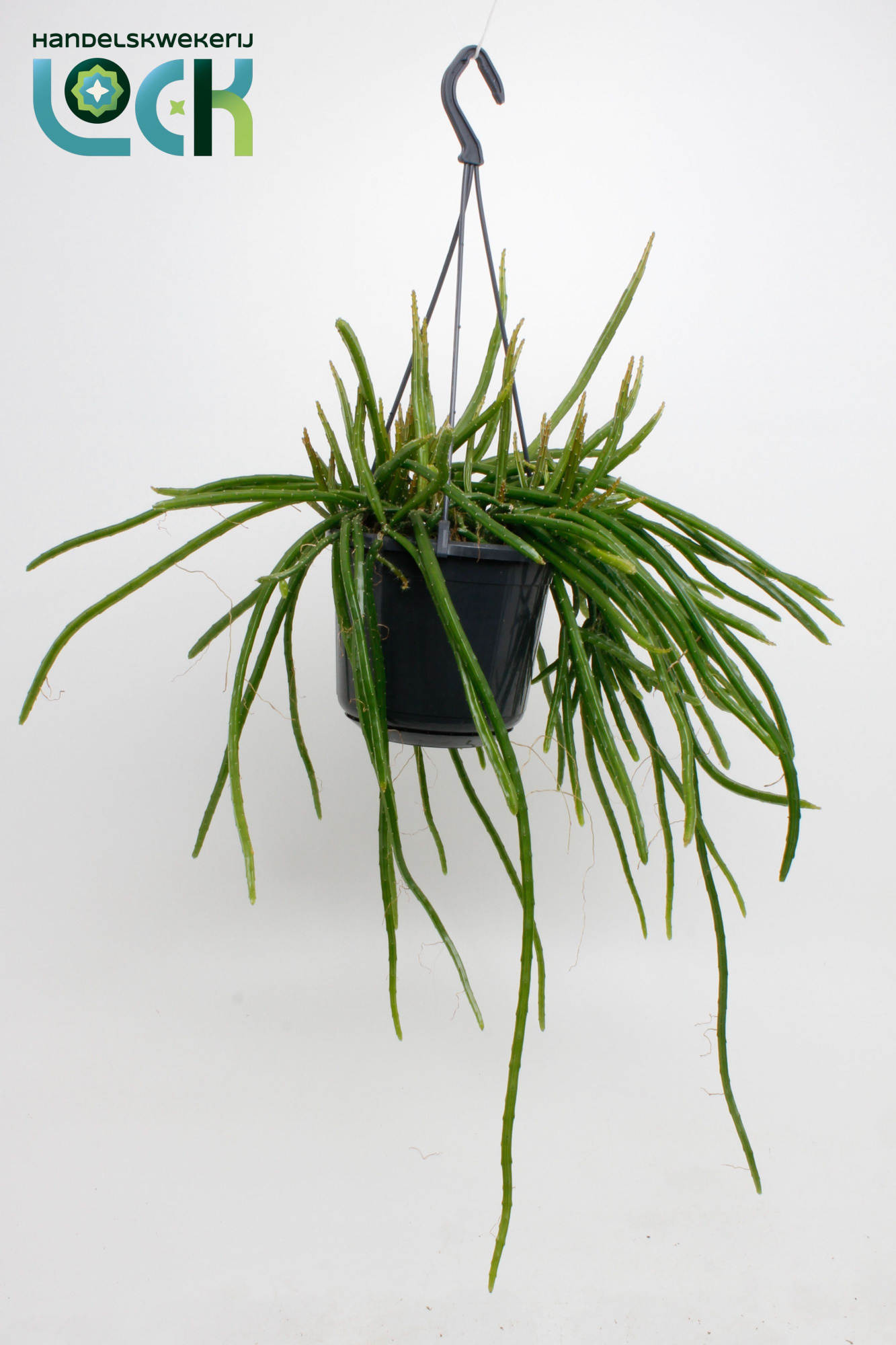 Selenisereus Werkleii, D 15 cm