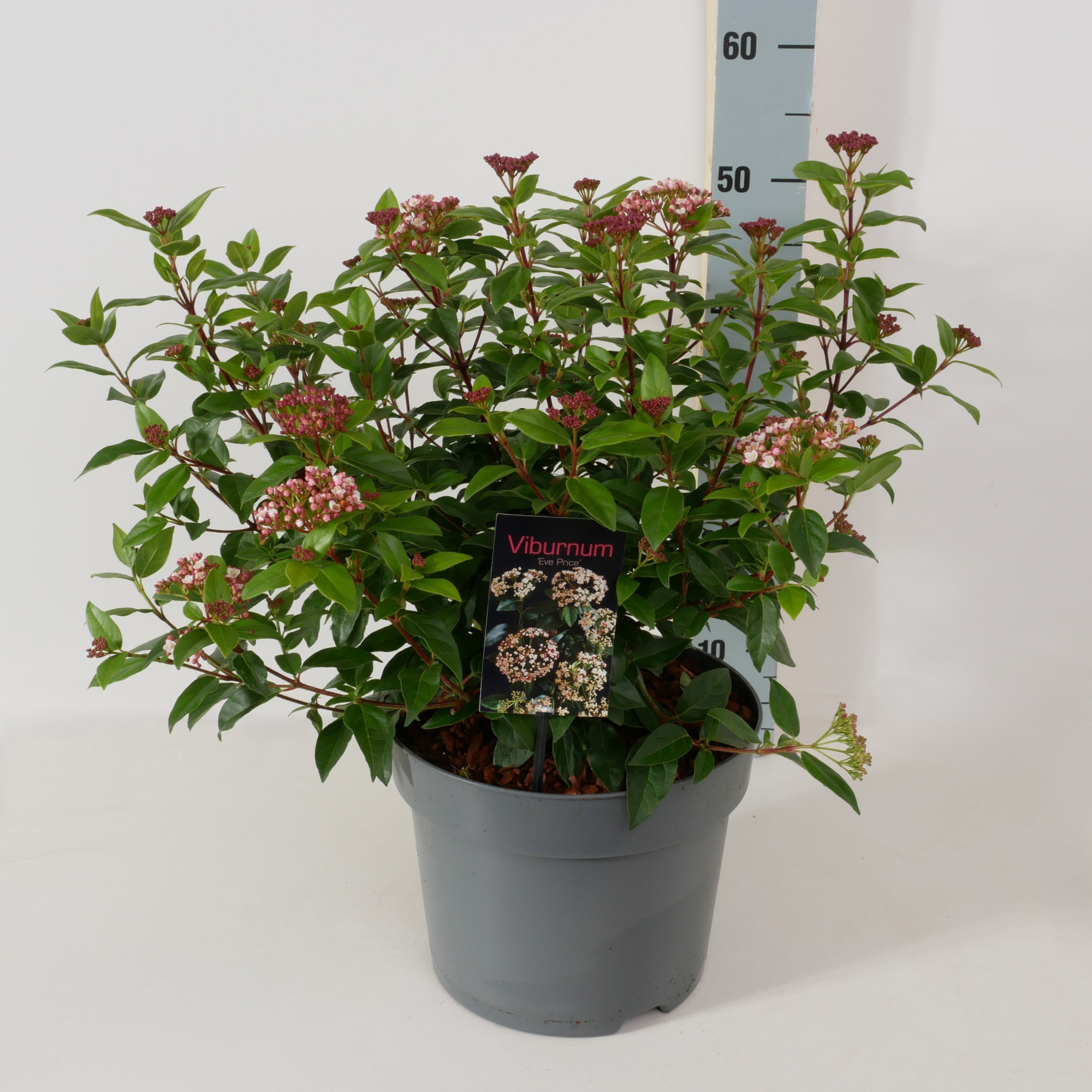 Viburnum tinus 'Eve Price' P26, D 26