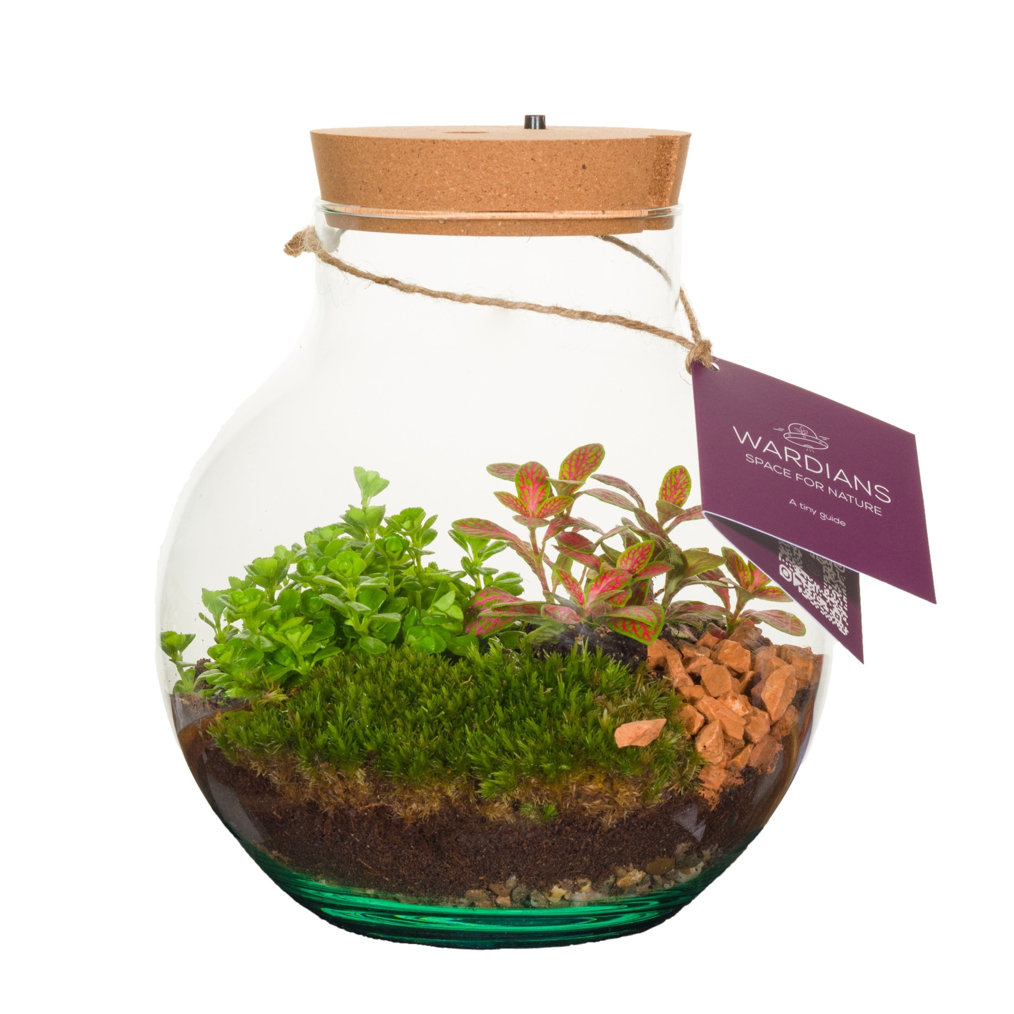 Wardians Terrarium - Venus + LED (rechargeable USB-C), D 20